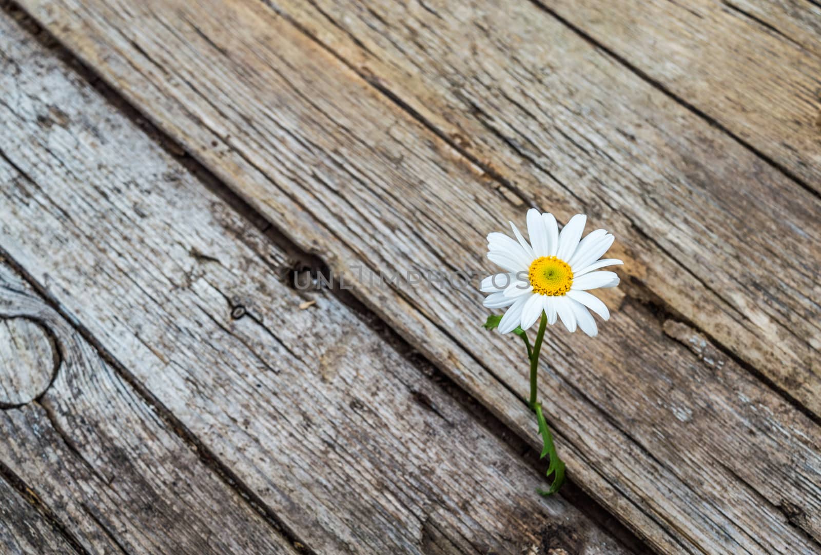 Daisy flower standing alone on wooden background 