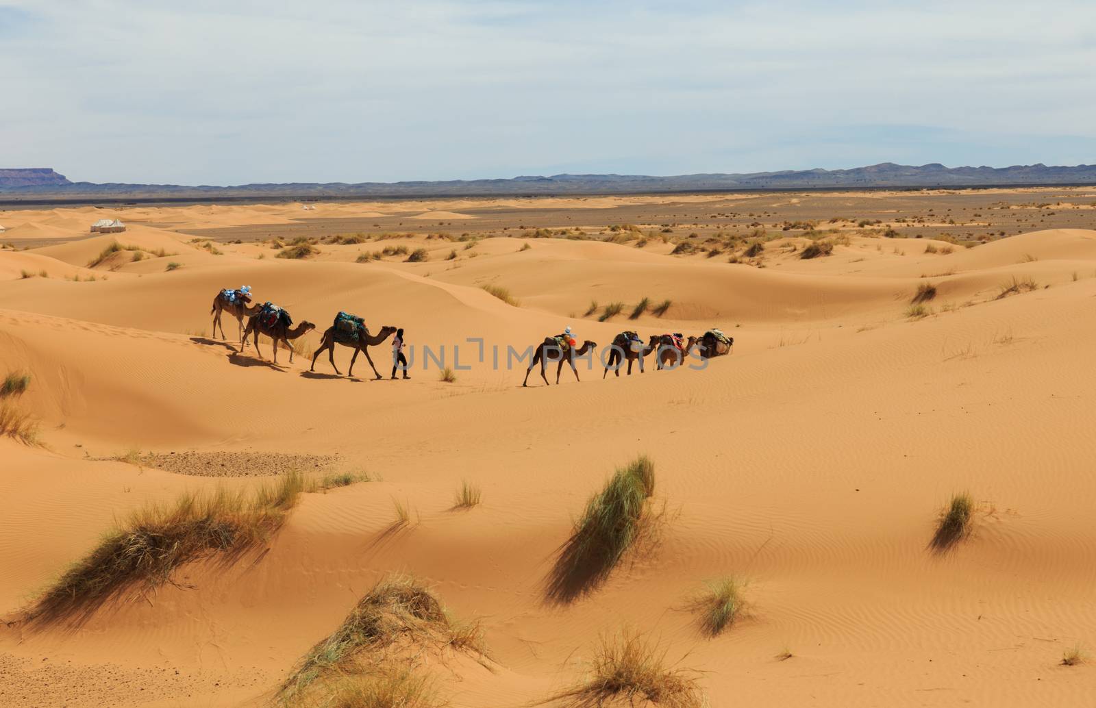 caravan of camels in the Sahara desert in Morocco