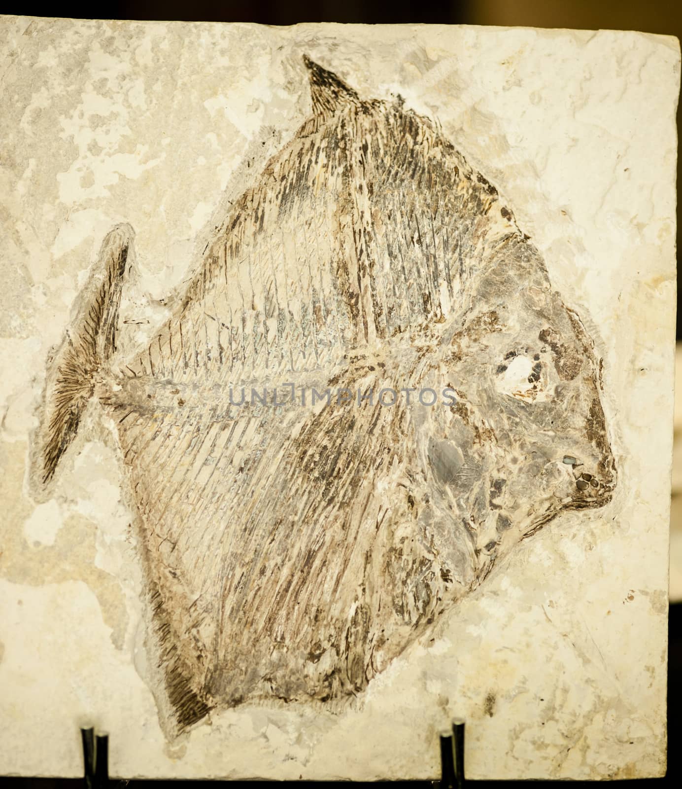 Fossil of fish with tall body and big eyes