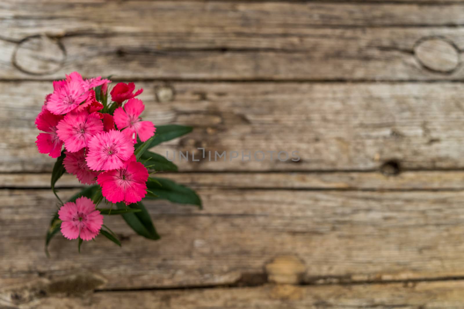 Dianthus barbatus (Sweet William)  by radzonimo