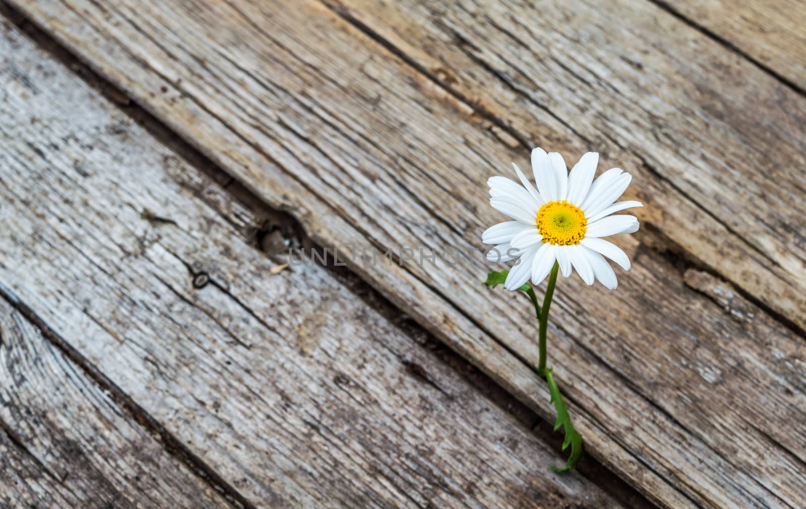Daisy flower standing alone on wooden background 