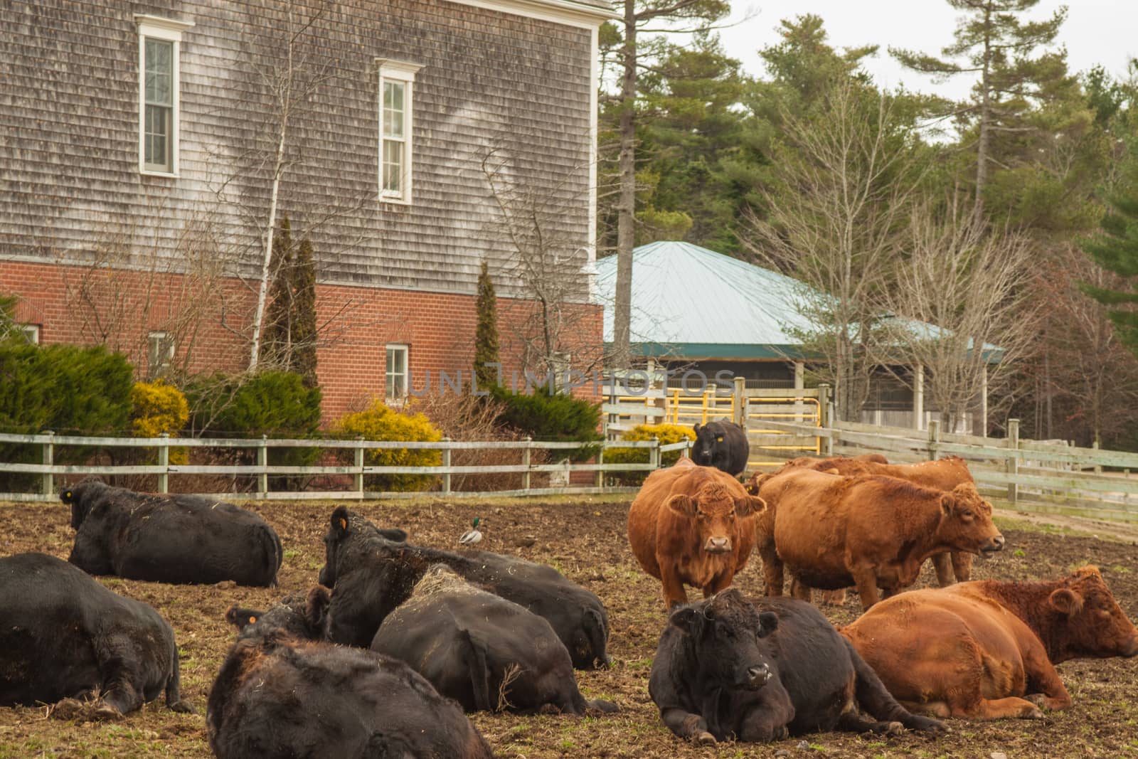 cows are taking a break after breakfast