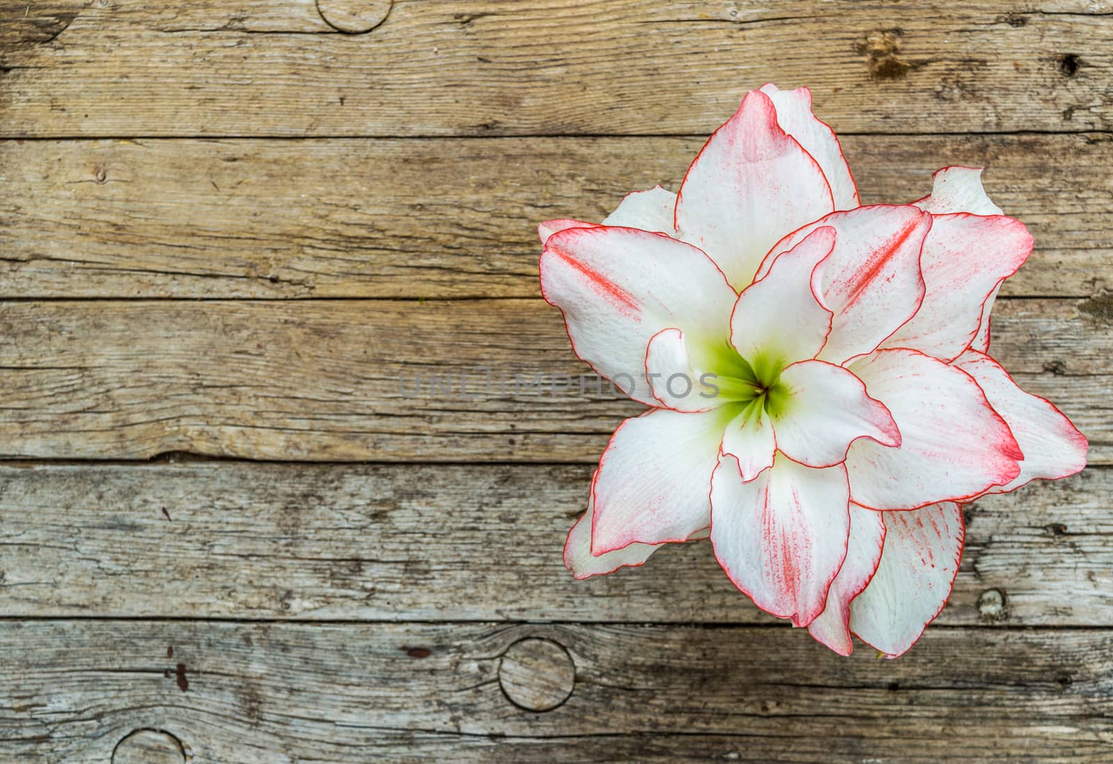 Beautiful amaryllis flower on wooden background 