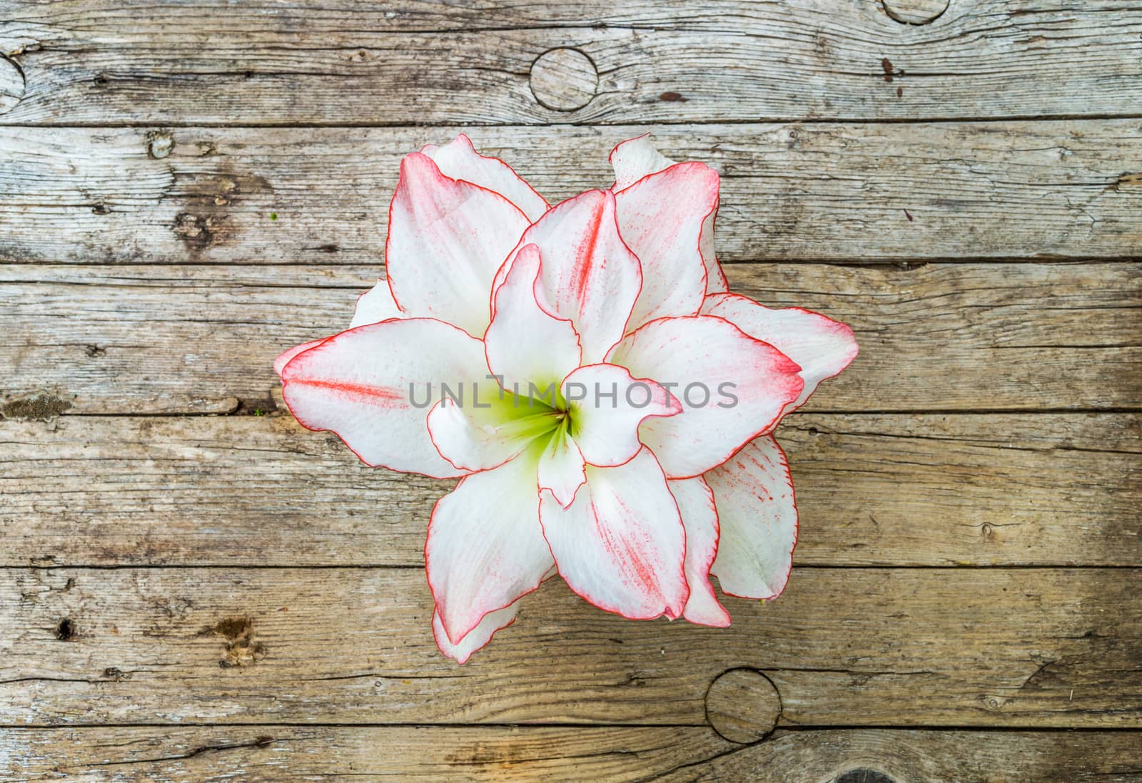 Beautiful amaryllis flower on wooden background 