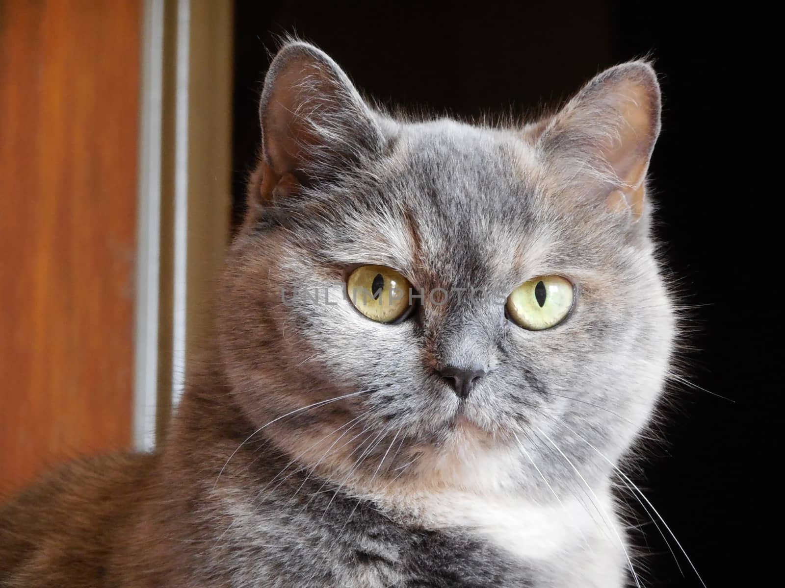 Grey domestic cat Liza looking right.