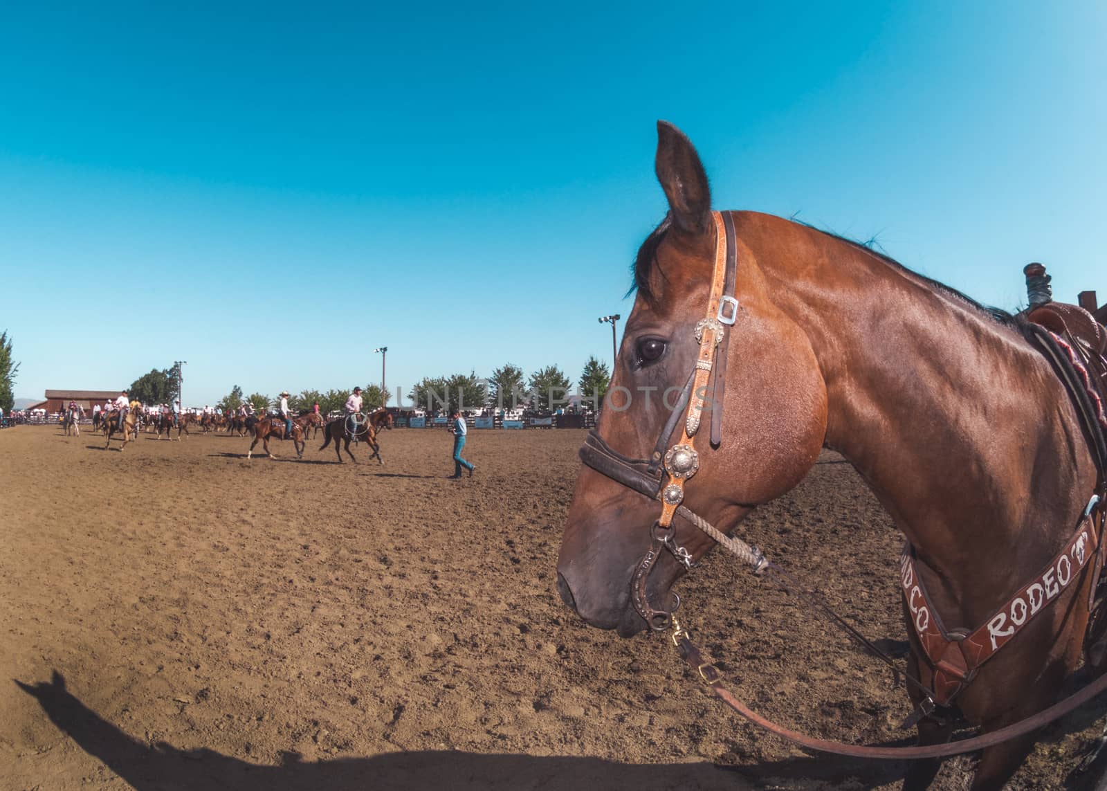 Rodeo horse stands in the foreground as rodeo is happening in the arena.
