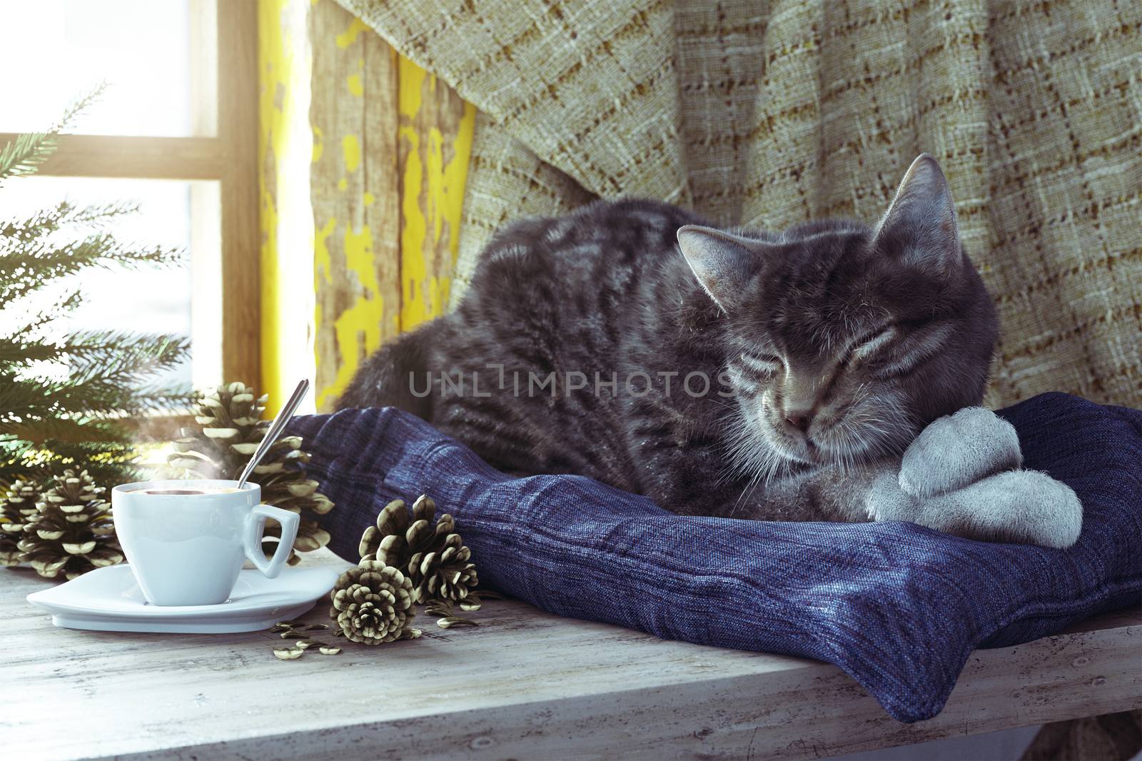 Sleeping cat on winter window background concept composition by denisgo