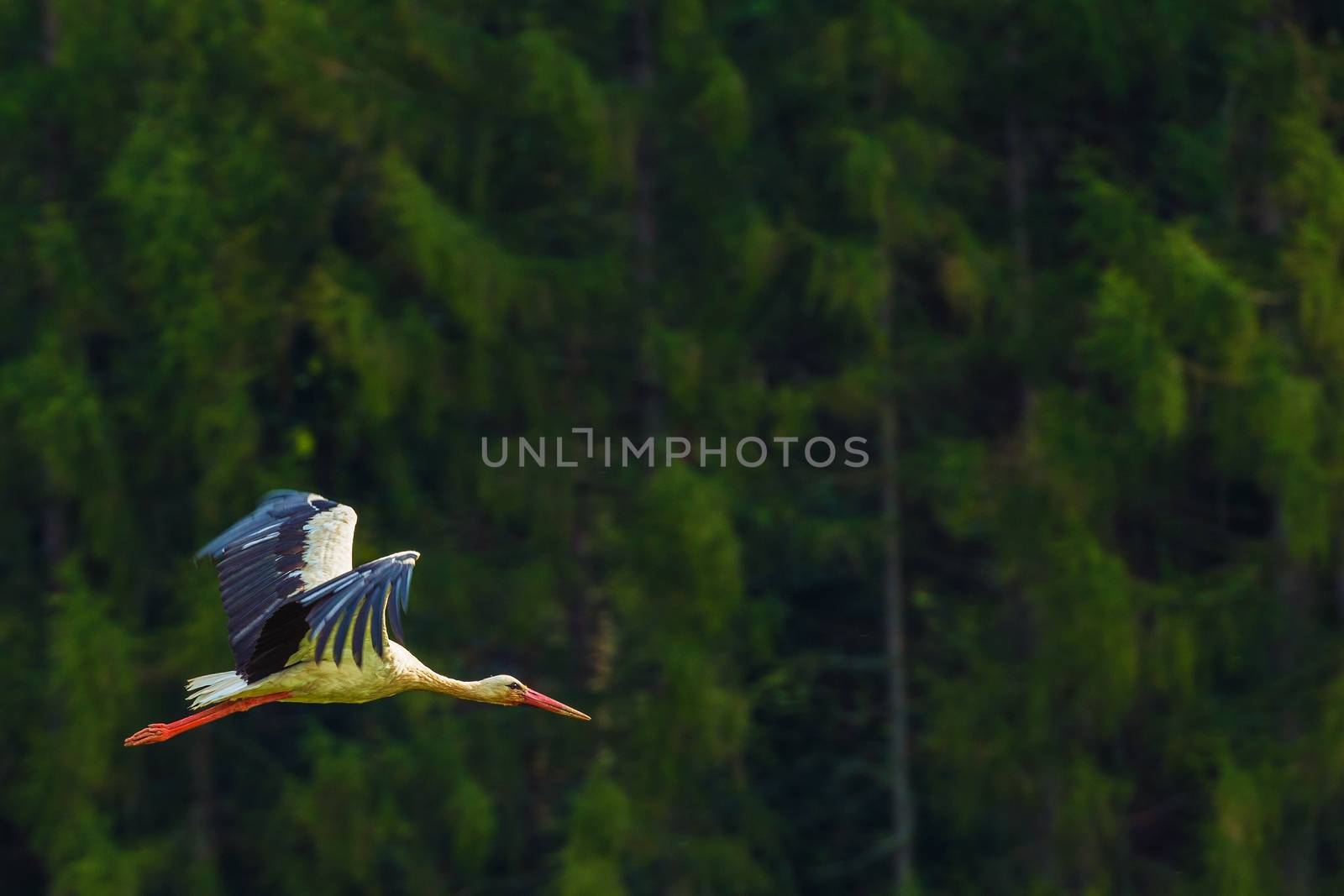 Flying Large White Stork Bird. Wild Birds Photo Collection.