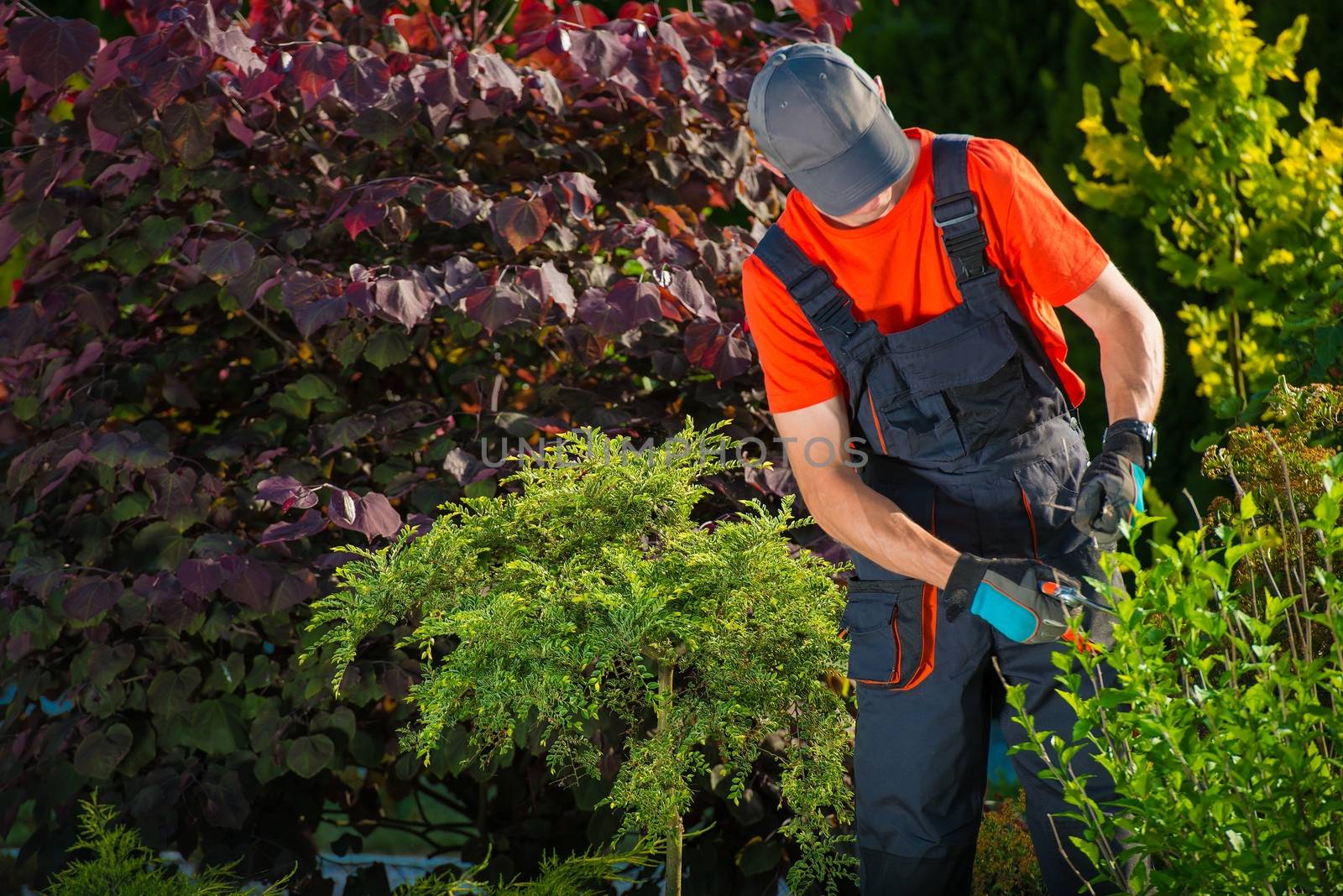 Gardener Working in a Garden. Plant Cutting, Also Known as Striking or Cloning.