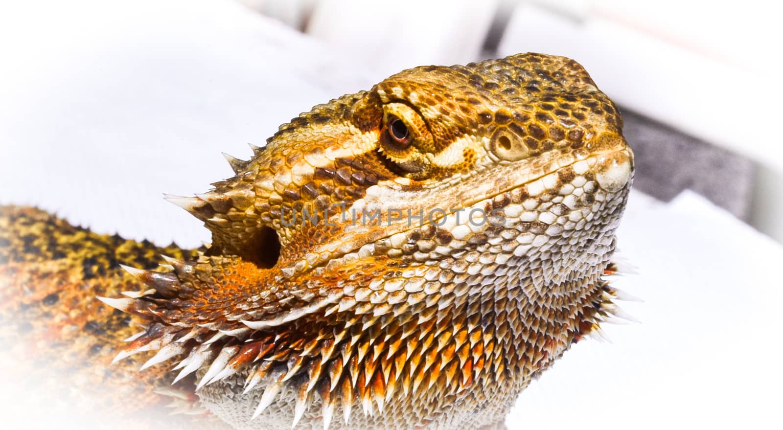 Pet German Giant Bearded Dragon, sunning himself outdoors, close up detail of head. by valleyboi63