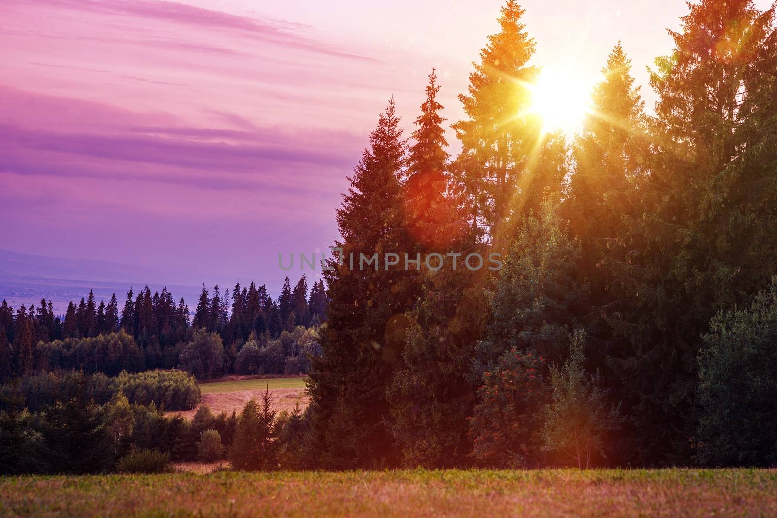 Scenic Forest Edge Sunset. Summertime Meadow and the Forest.