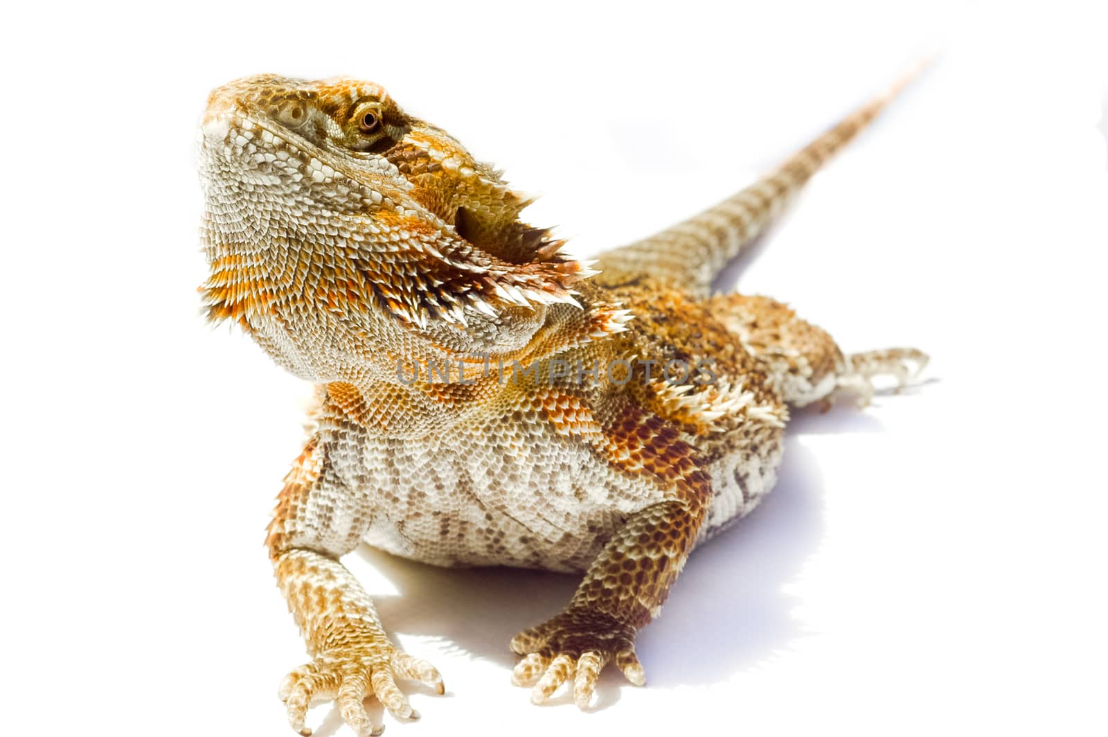 I'm so handsome - Pet German Giant Bearded Dragon, isolated sunning himself outdoors.