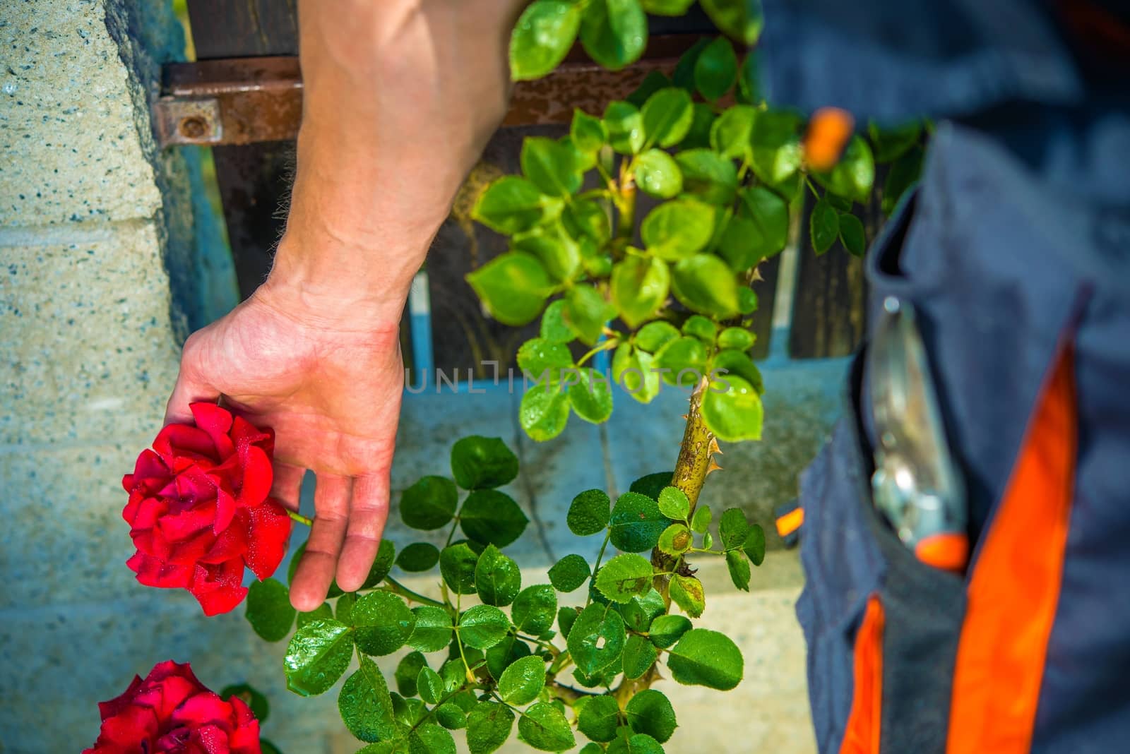 Taking Care of Red Roses. Gardener Checking on His Flowering Red Roses. Garden Works.