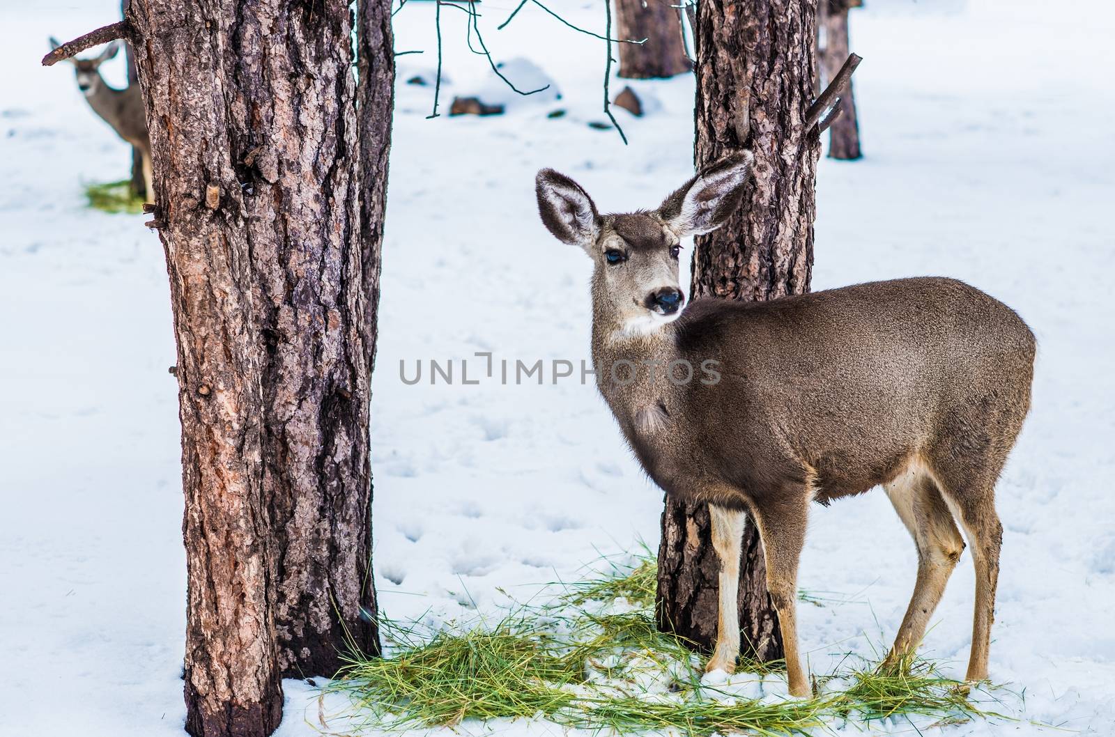 Young Mule Deer in Winter Time. Feeding Mule Deer.