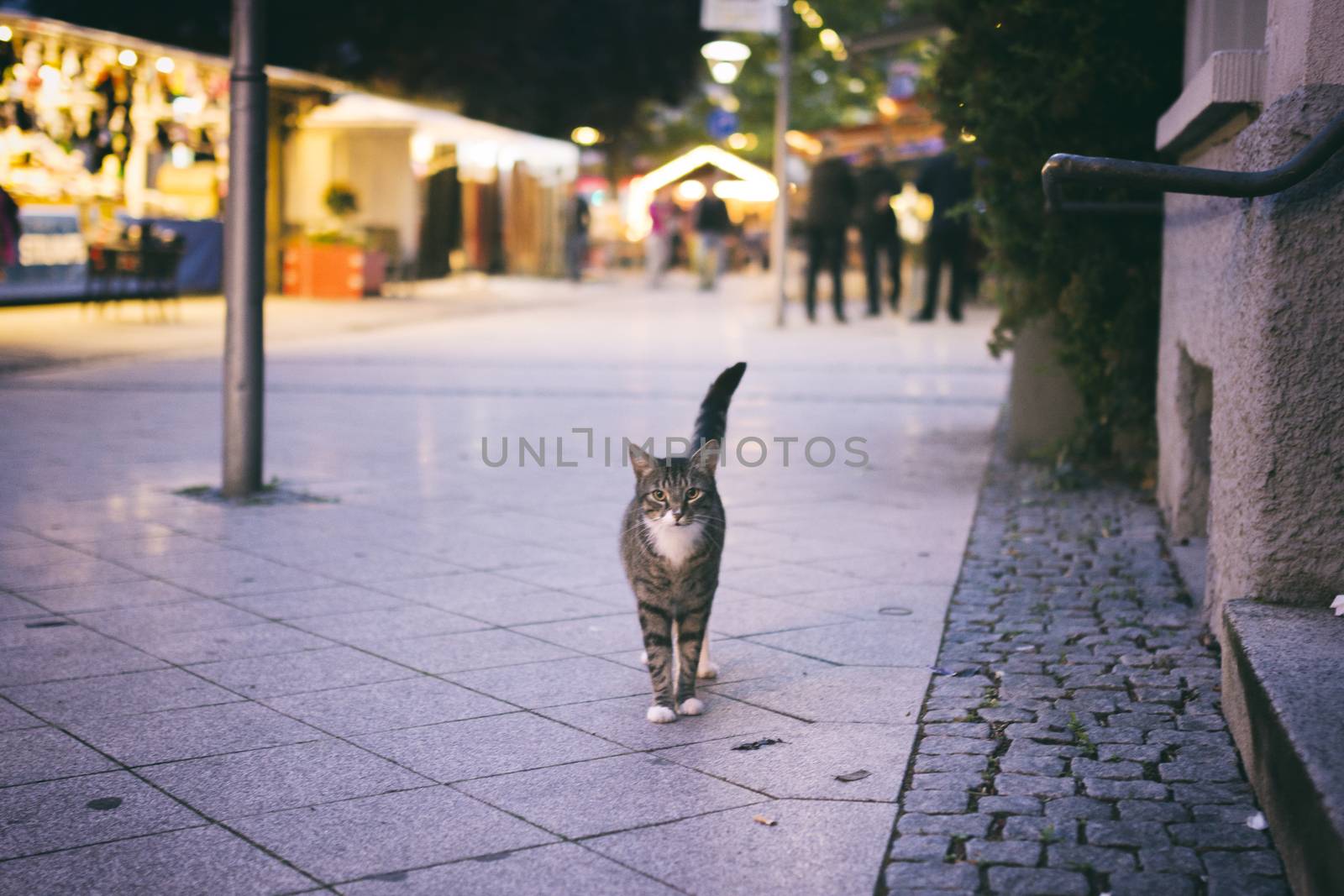 Cat walking around in town at night