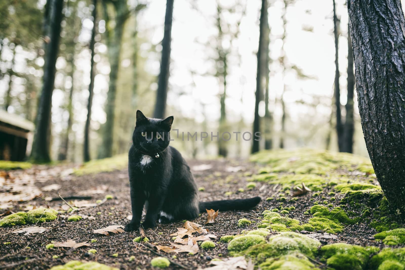 Black cat sitting in a green lush forest