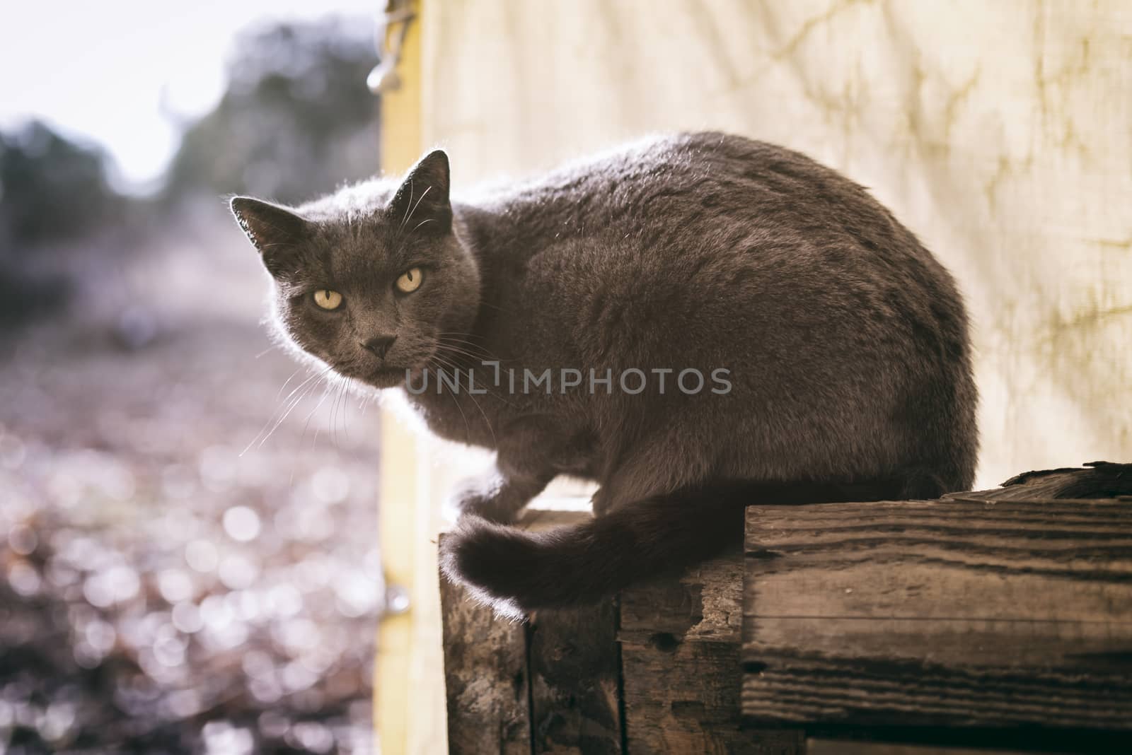 Grey cat is sitting in a barn