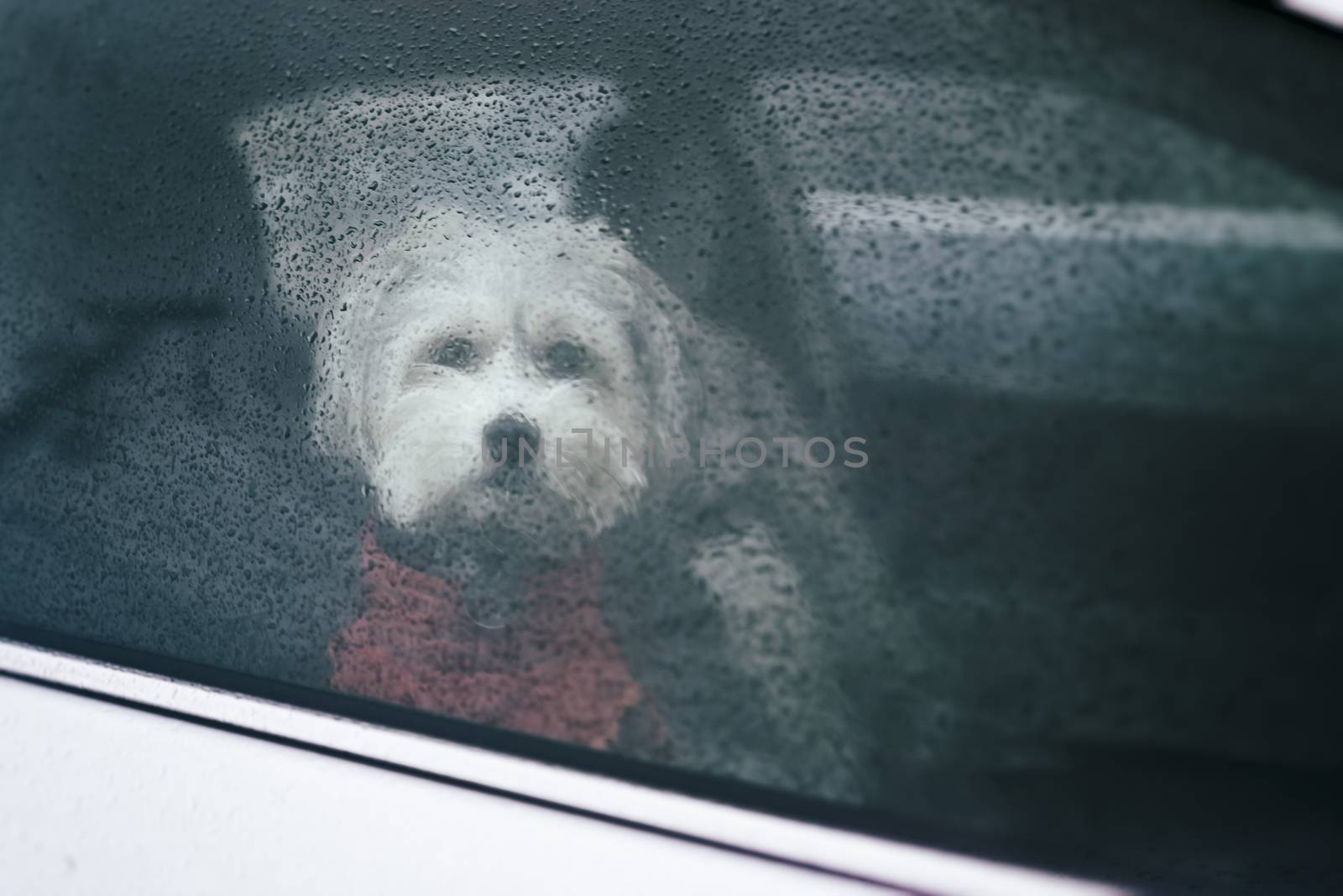 Dog is looking out a car window in the rain