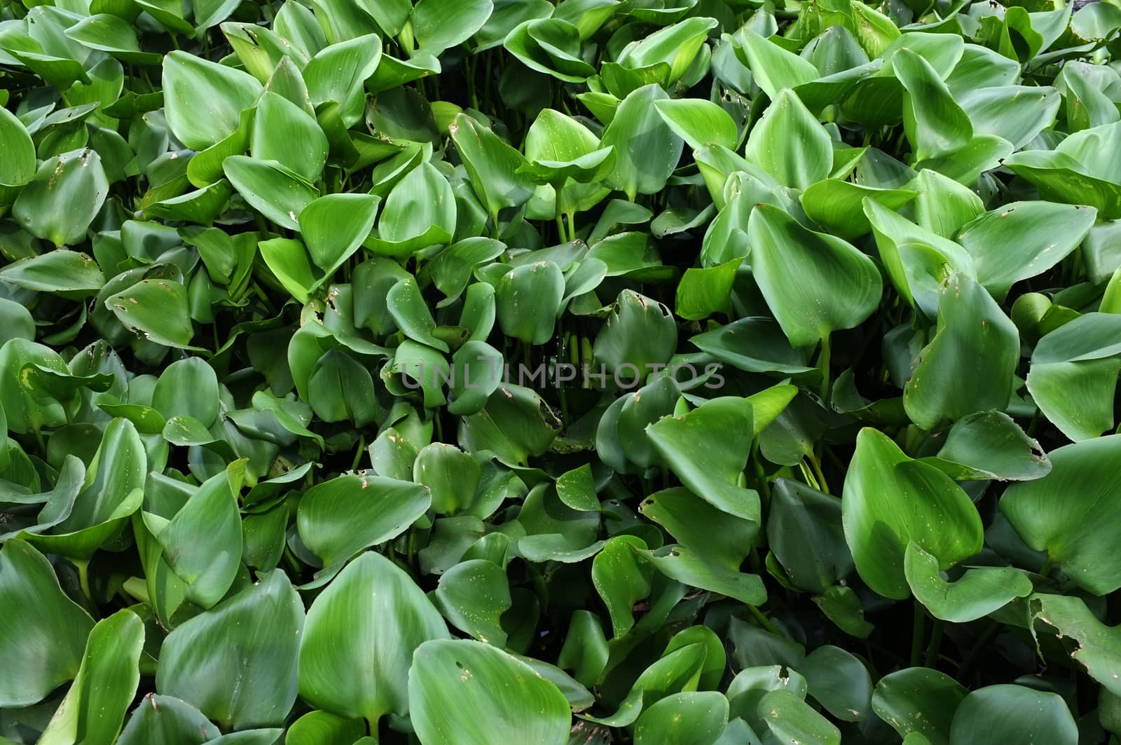 Close up water hyacinth as background by Hepjam
