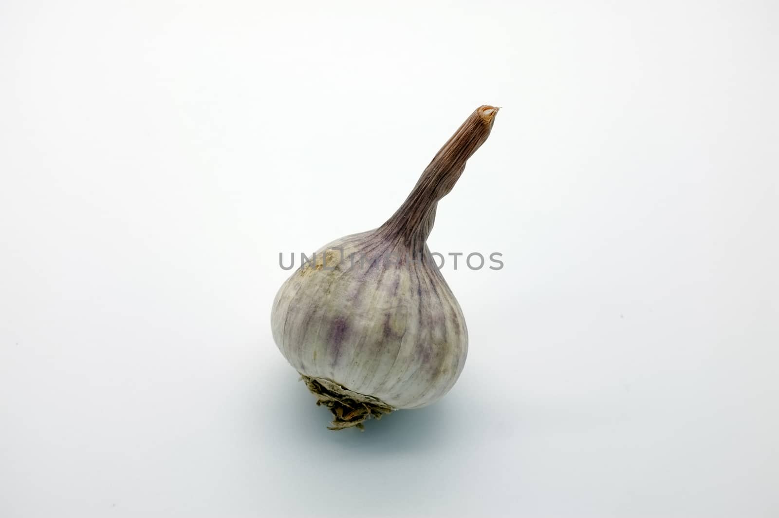 A bulb / a head of thai garlic on white background with shadow by Hepjam