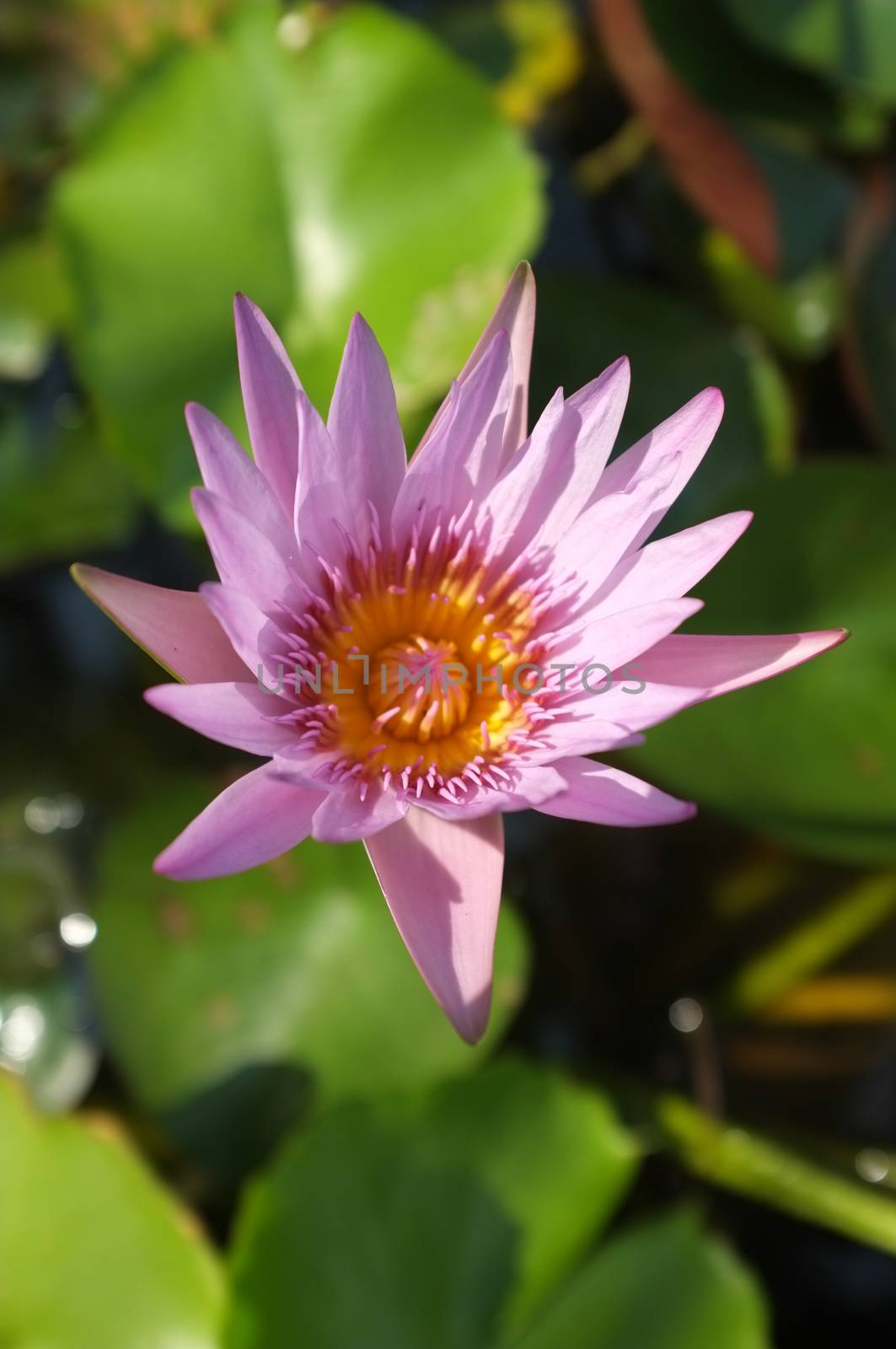 Pink lotus in pond by Hepjam