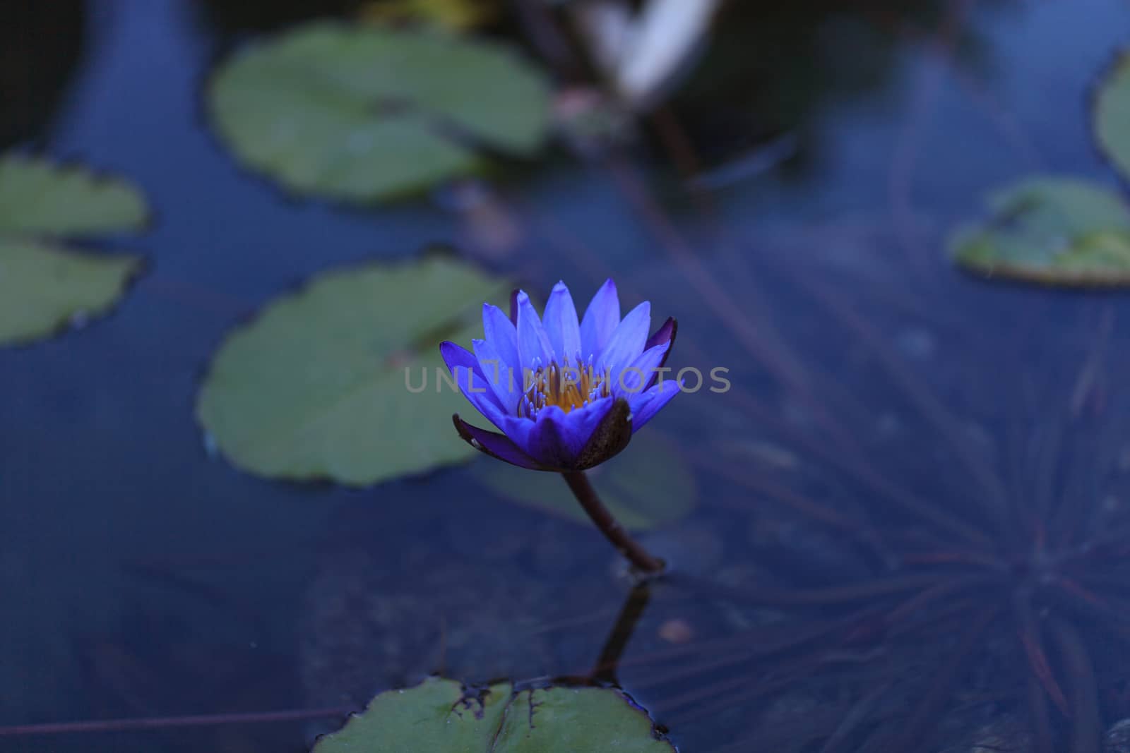 Blue star water lily, Nymphaea nochali by steffstarr