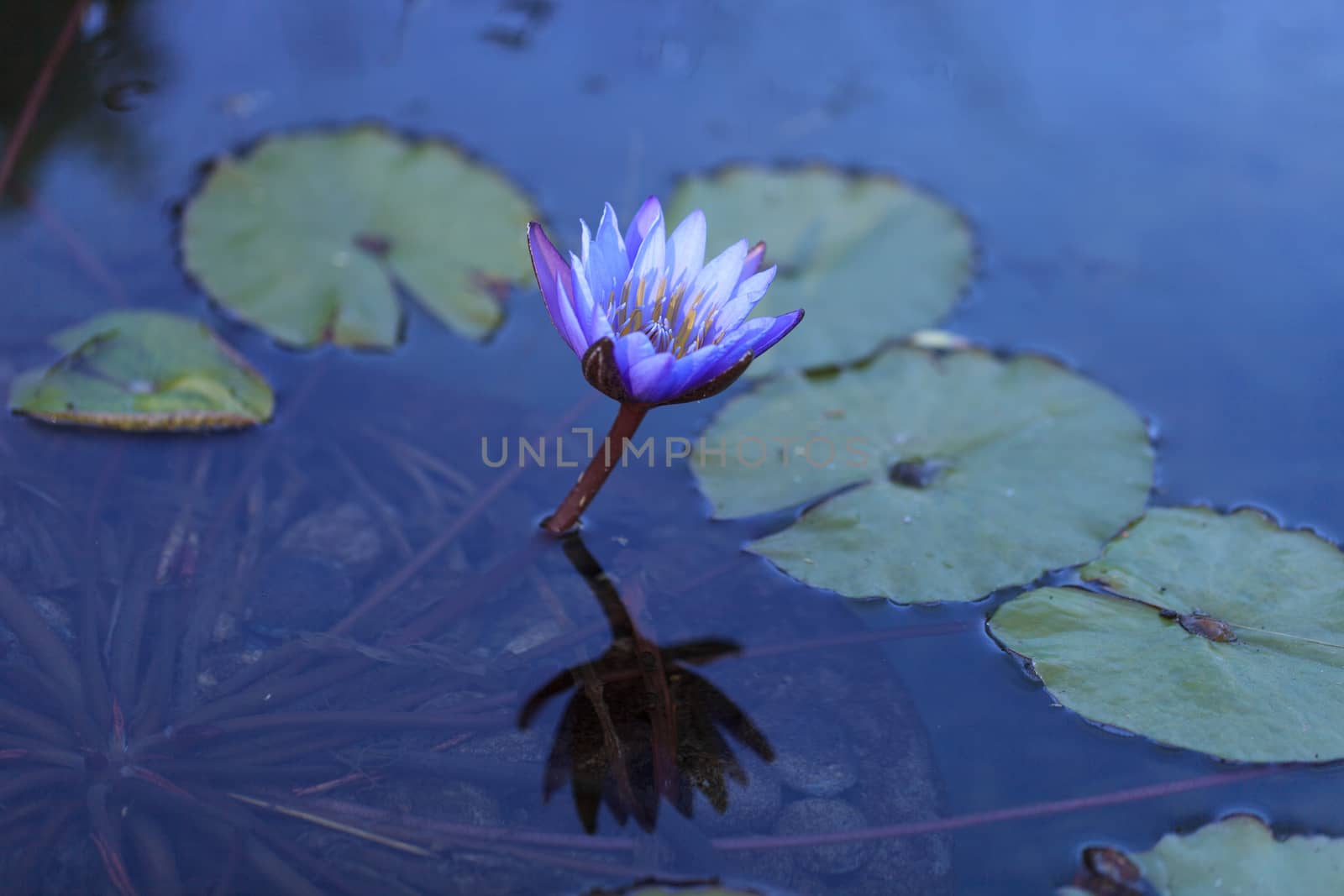 Blue star water lily, Nymphaea nochali by steffstarr