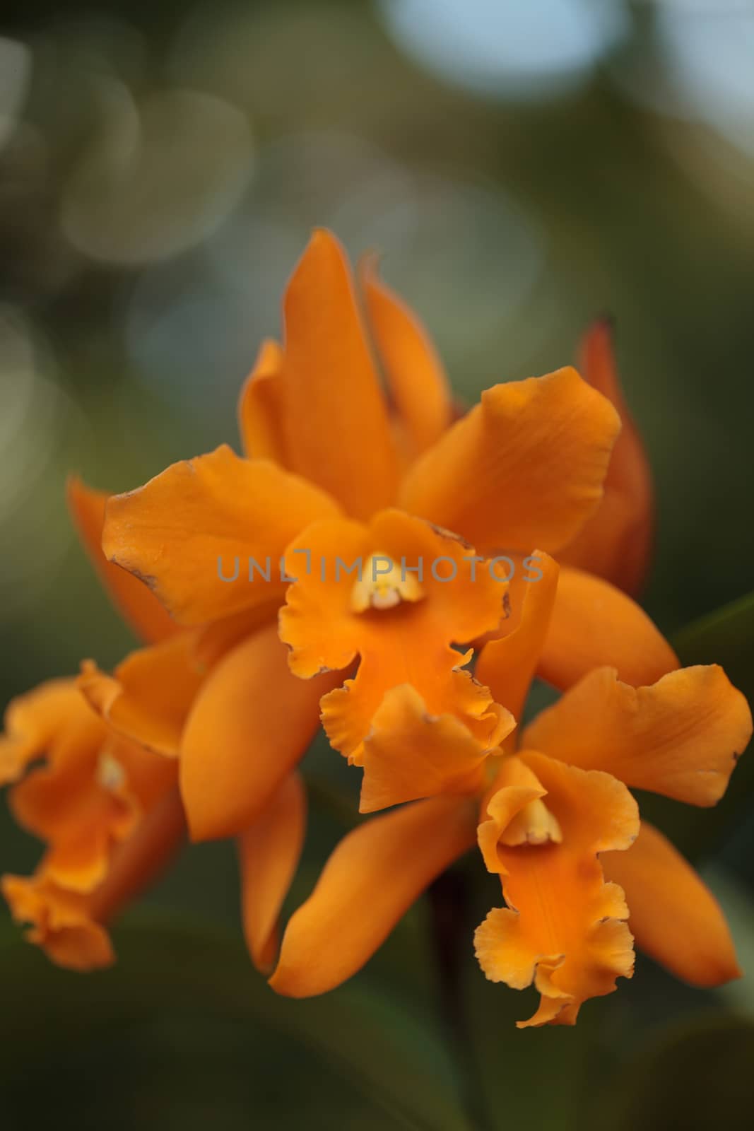 Cattleya orchid flower bloom by steffstarr