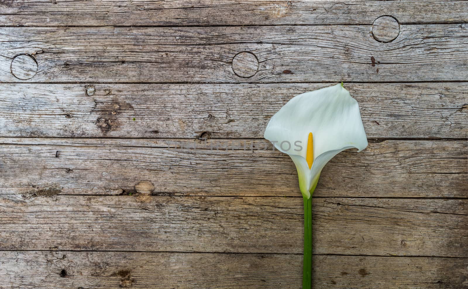 White Calla lily over wooden table  by radzonimo