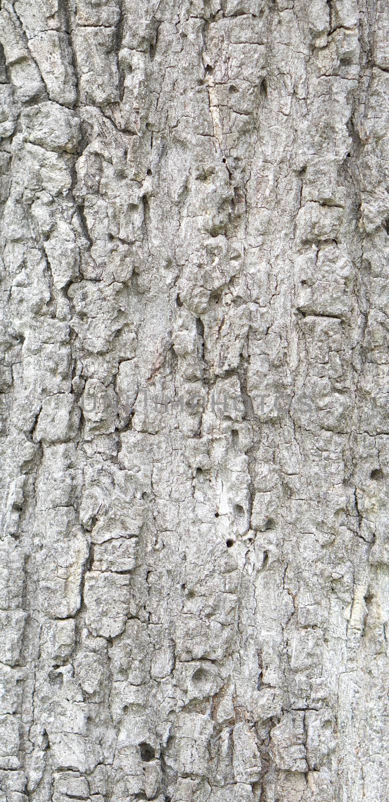 Damage aged bark in forest use as background or texture vintage style.