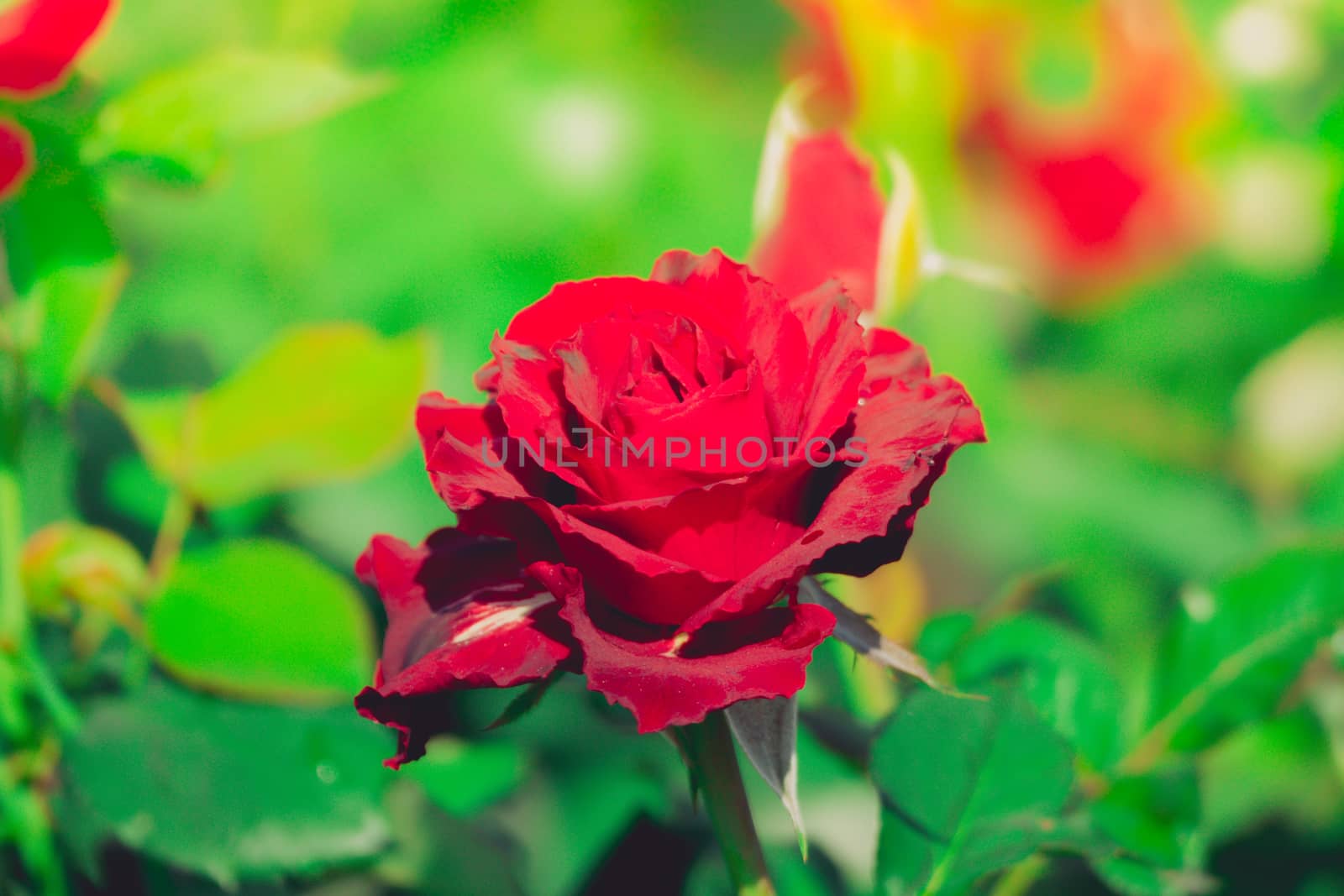 Roses in the garden filtered by teerawit