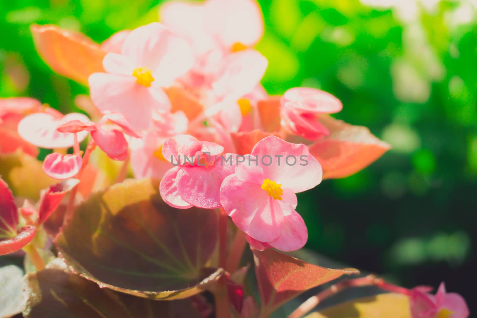 The background image of the colorful flowers by teerawit