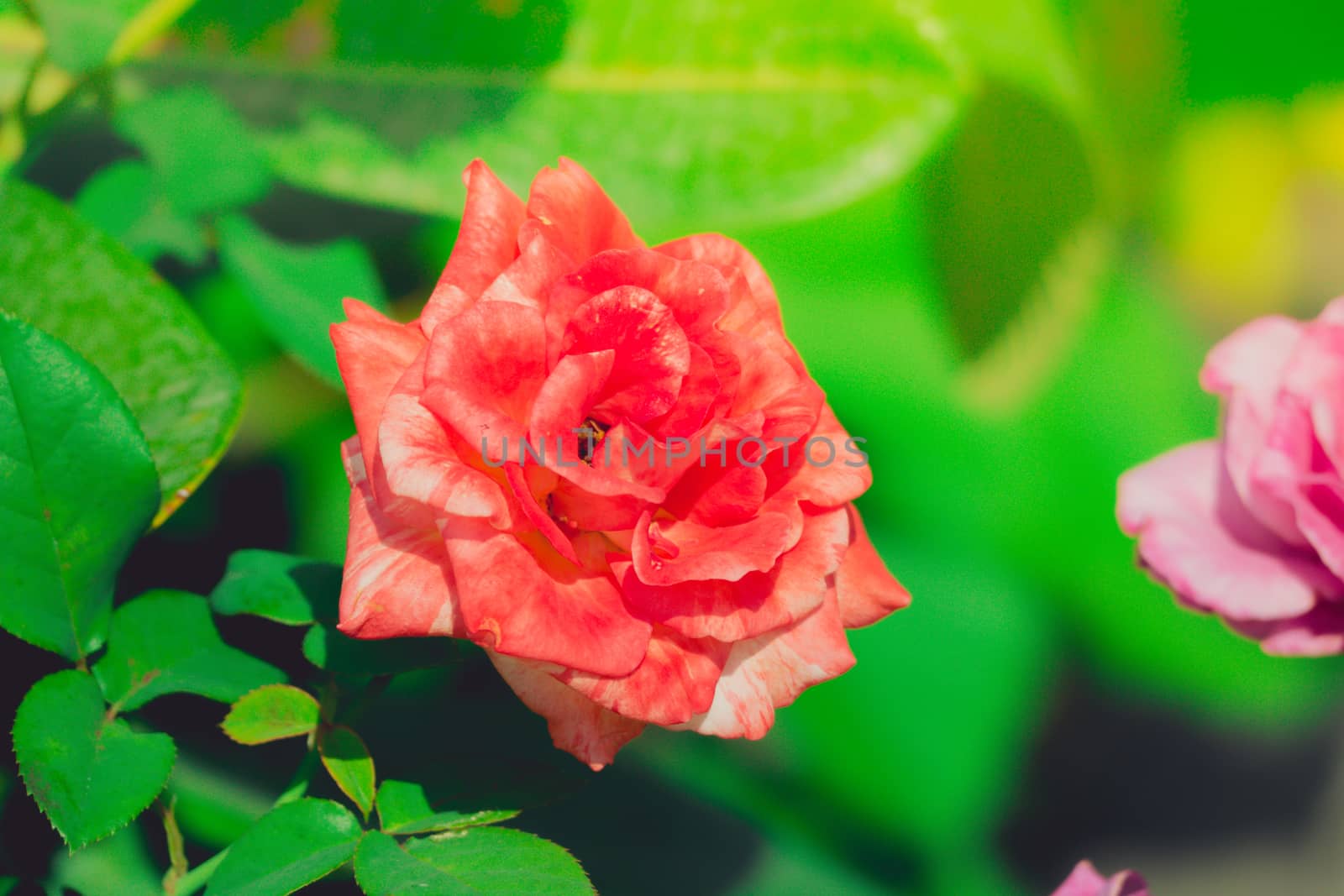 Roses in the garden filtered by teerawit