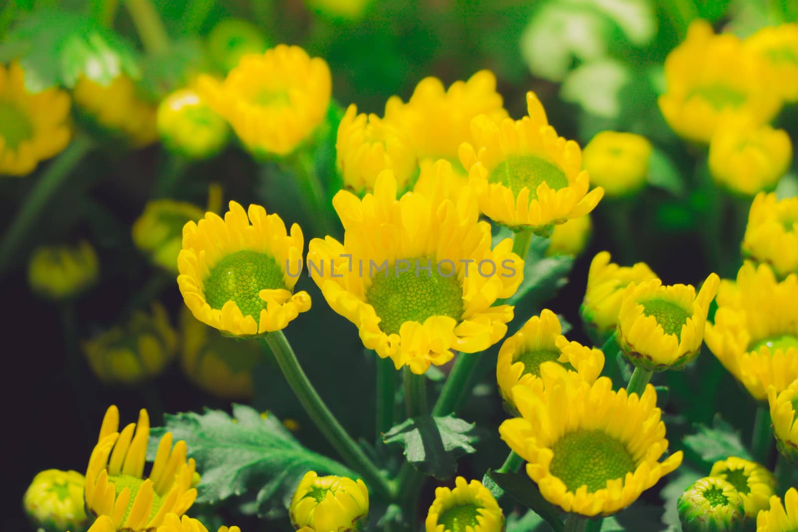 The background image of the colorful flowers, background nature