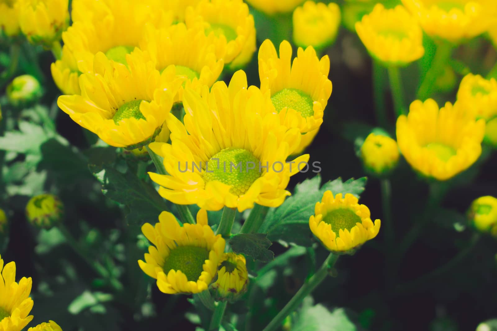 The background image of the colorful flowers by teerawit