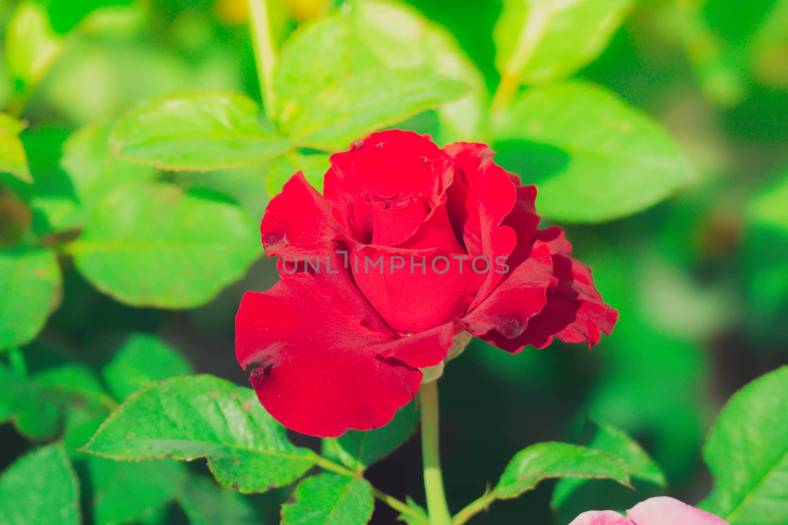 Roses in the garden filtered by teerawit