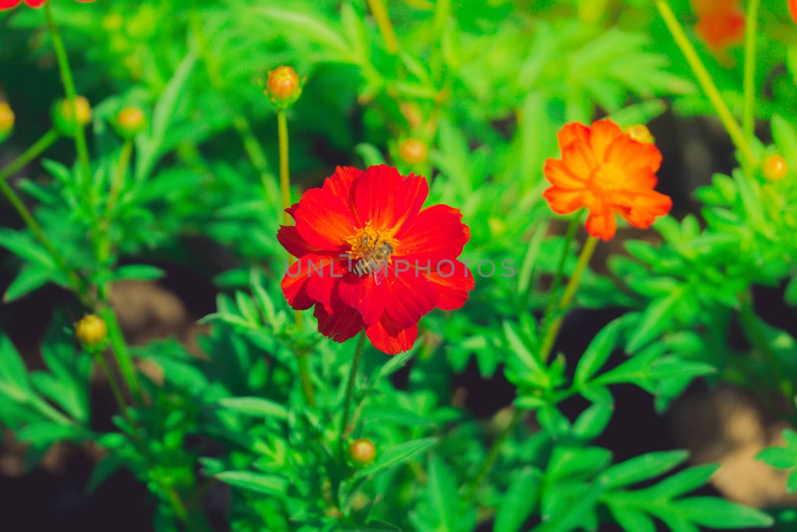 The background image of the colorful flowers by teerawit