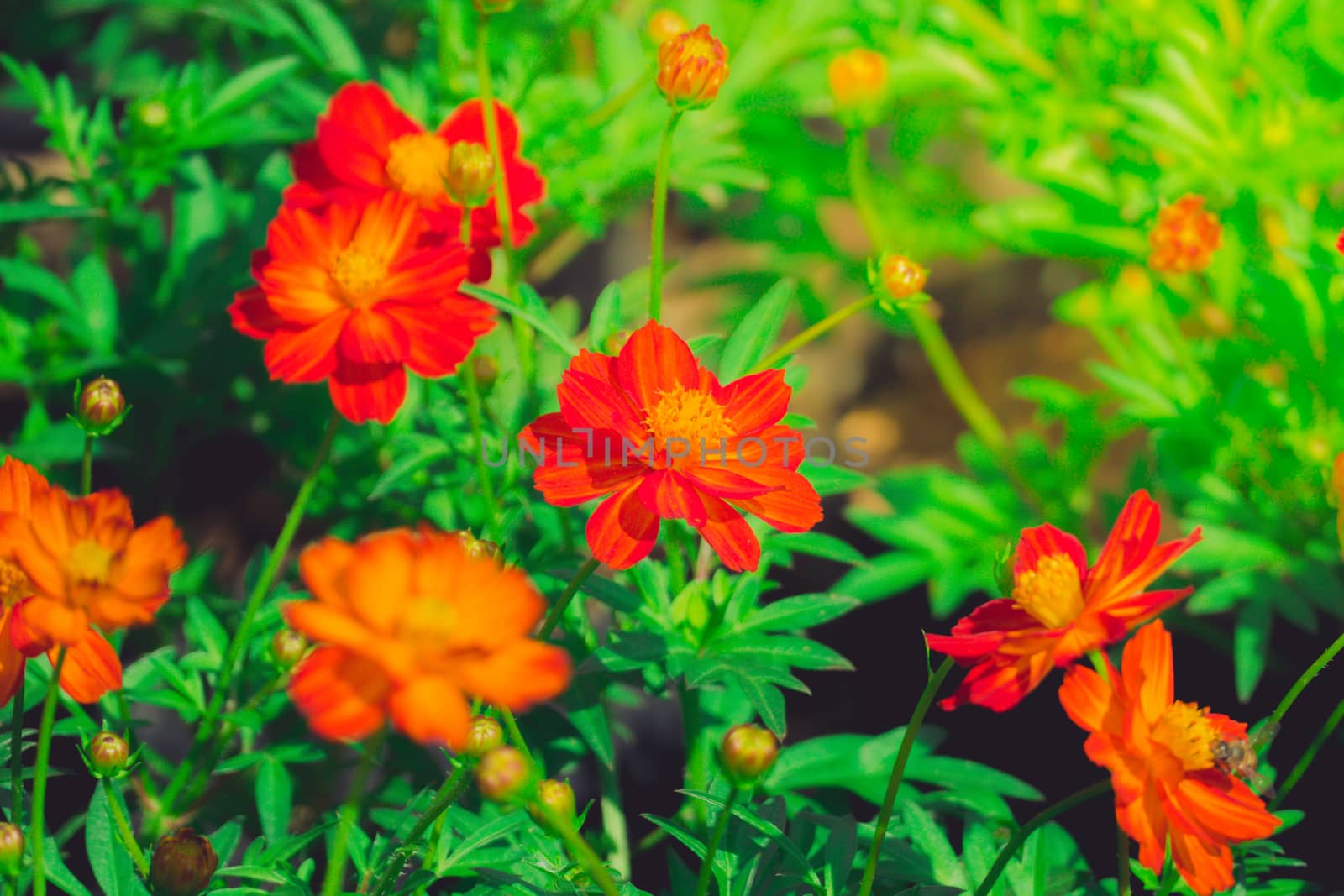 The background image of the colorful flowers by teerawit