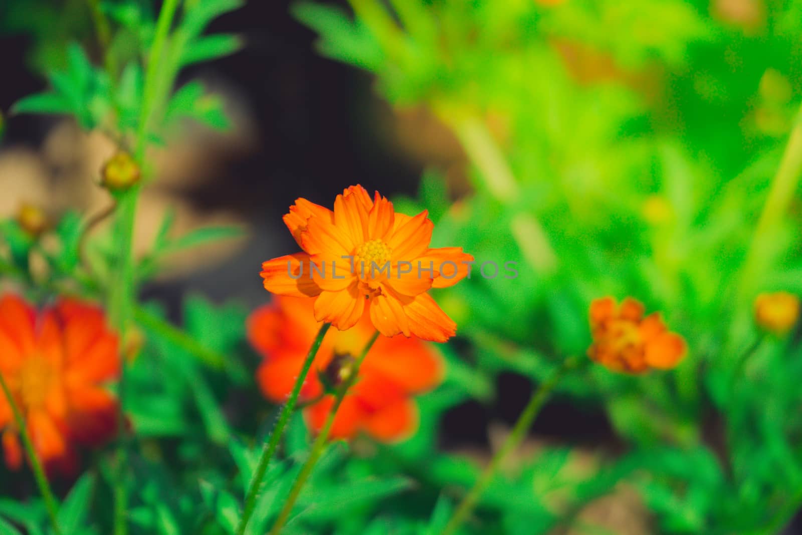 The background image of the colorful flowers by teerawit