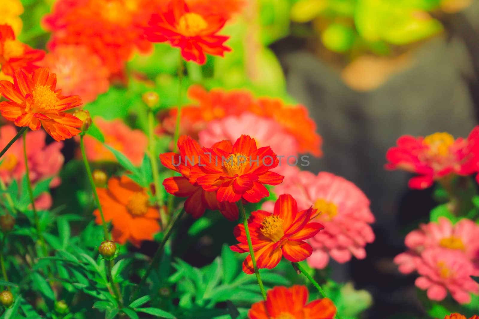 The background image of the colorful flowers by teerawit