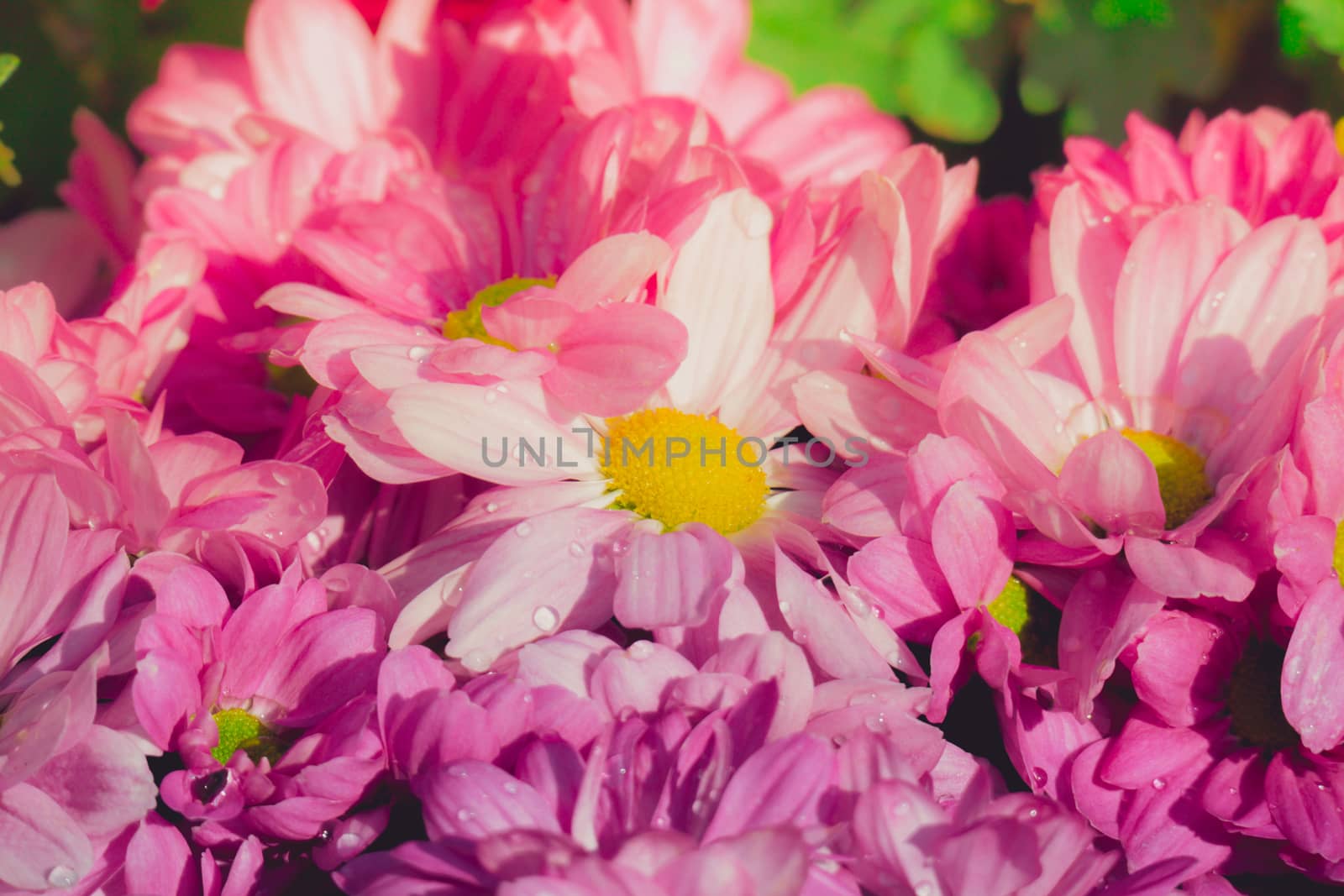 The background image of the colorful flowers, background nature