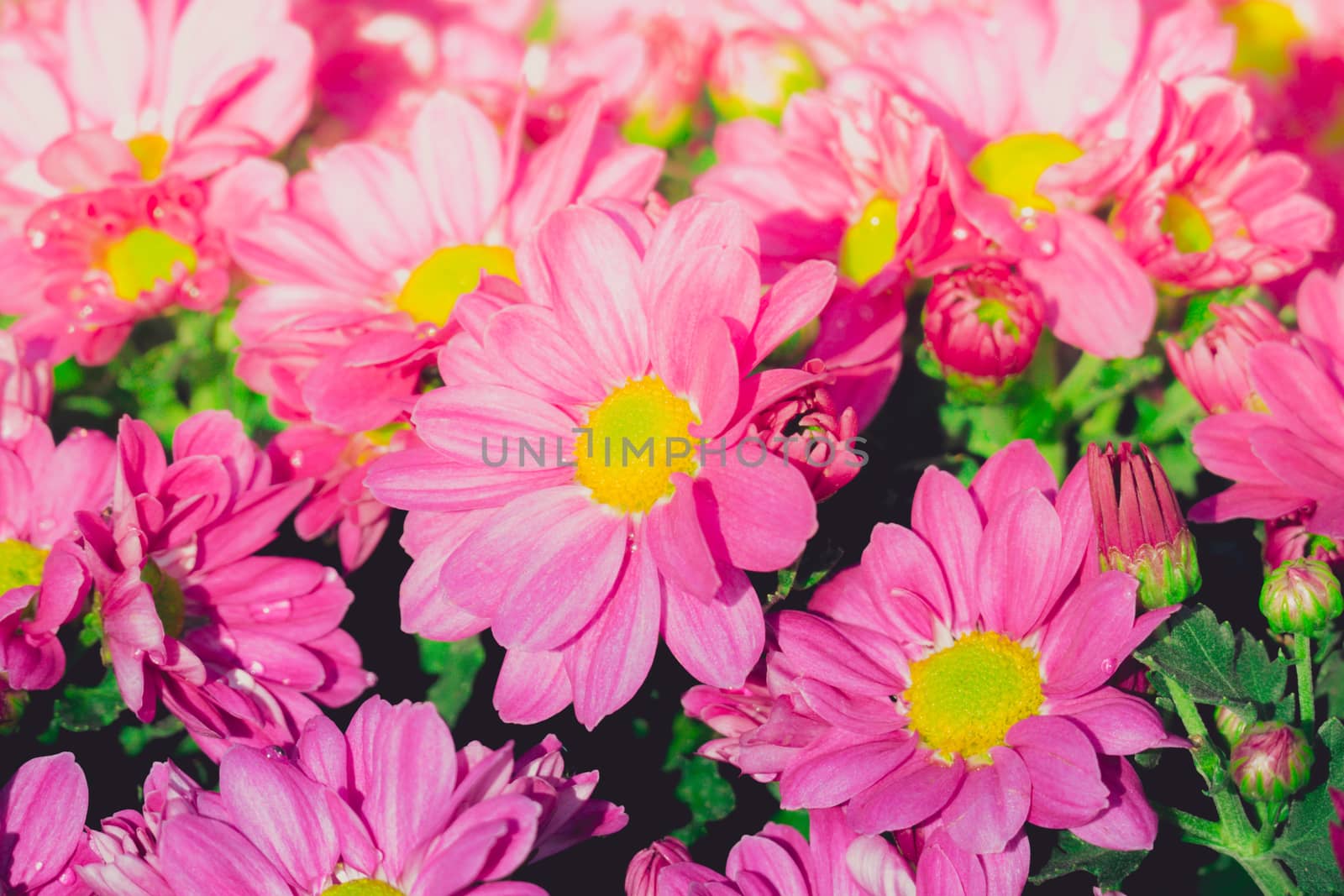 The background image of the colorful flowers, background nature