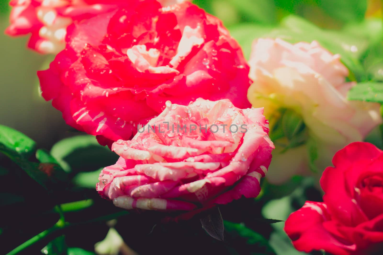 Roses in the garden filtered by teerawit