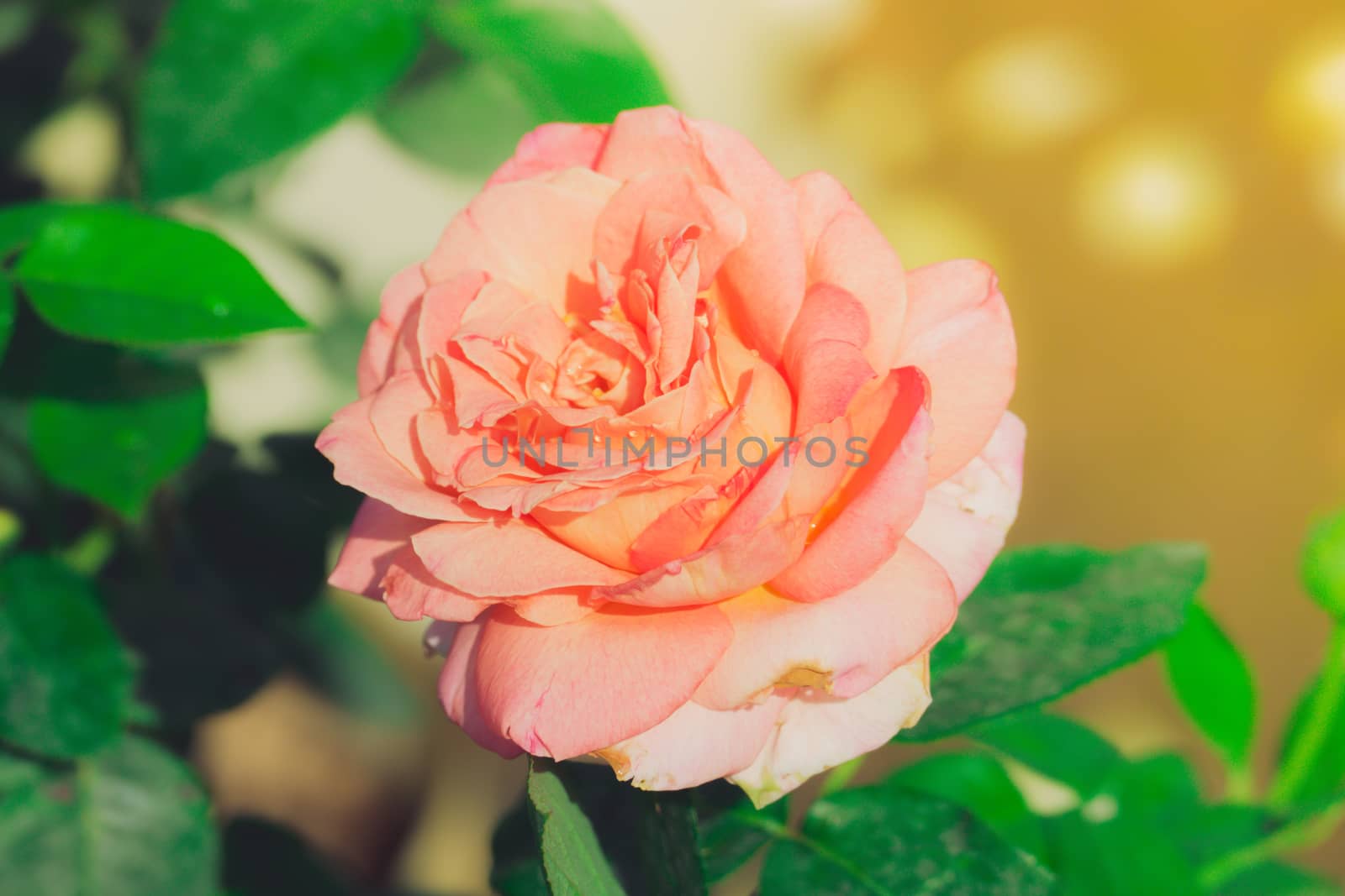 Roses in the garden filtered by teerawit