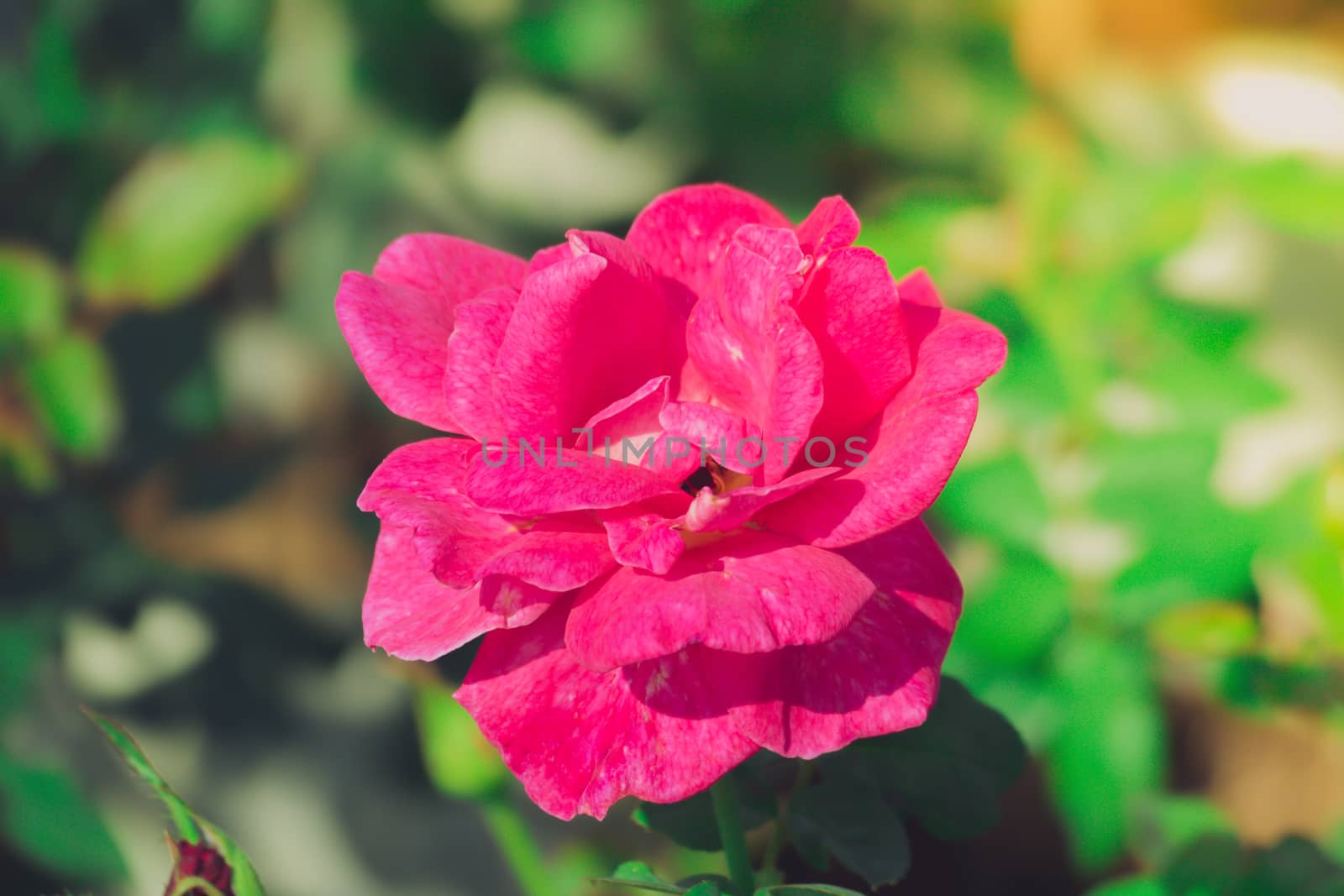 Roses in the garden filtered by teerawit