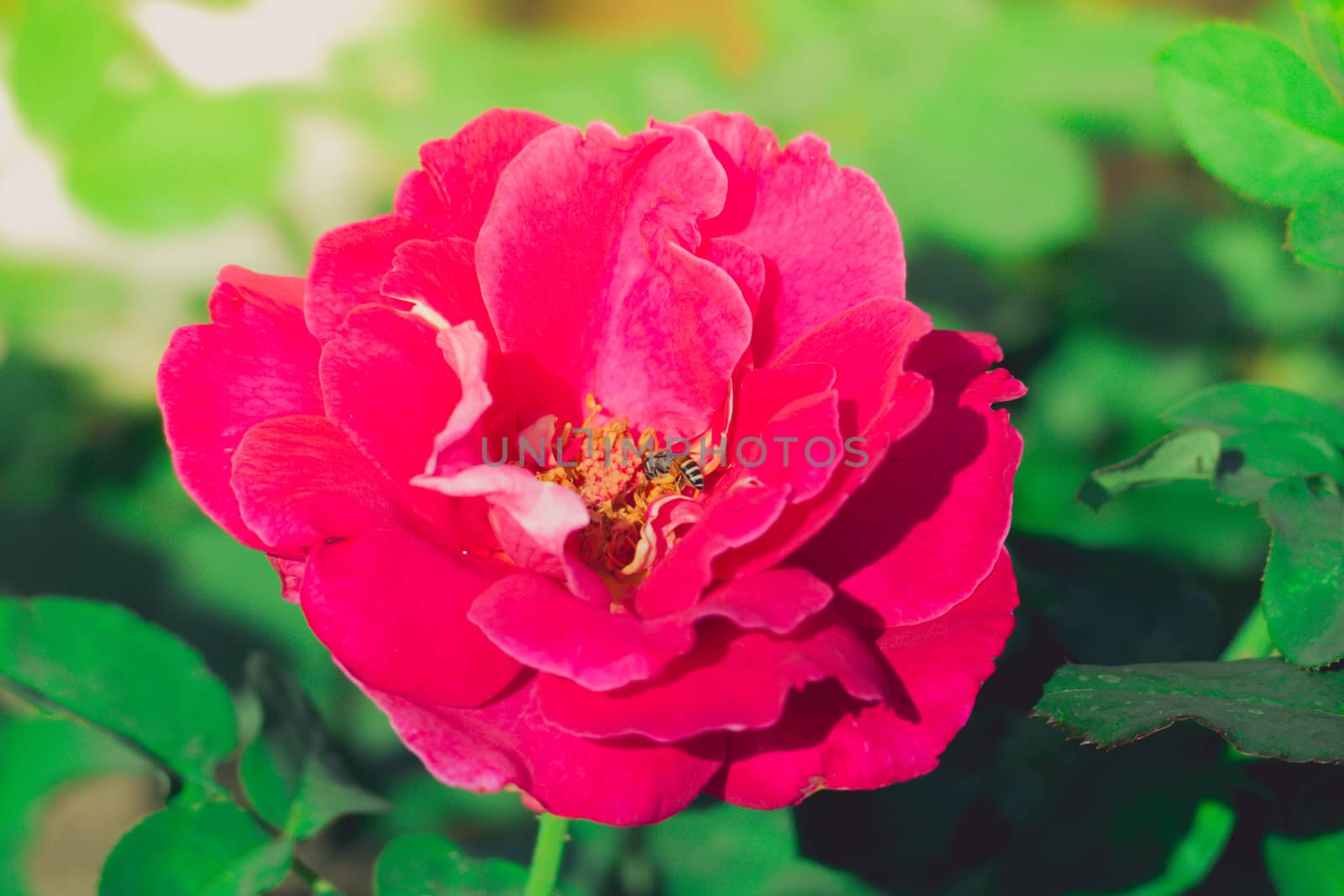 Roses in the garden filtered by teerawit