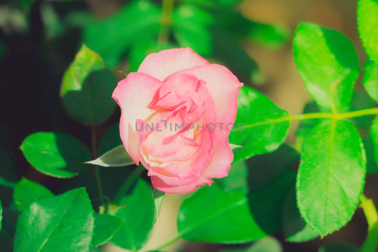 Roses in the garden filtered by teerawit