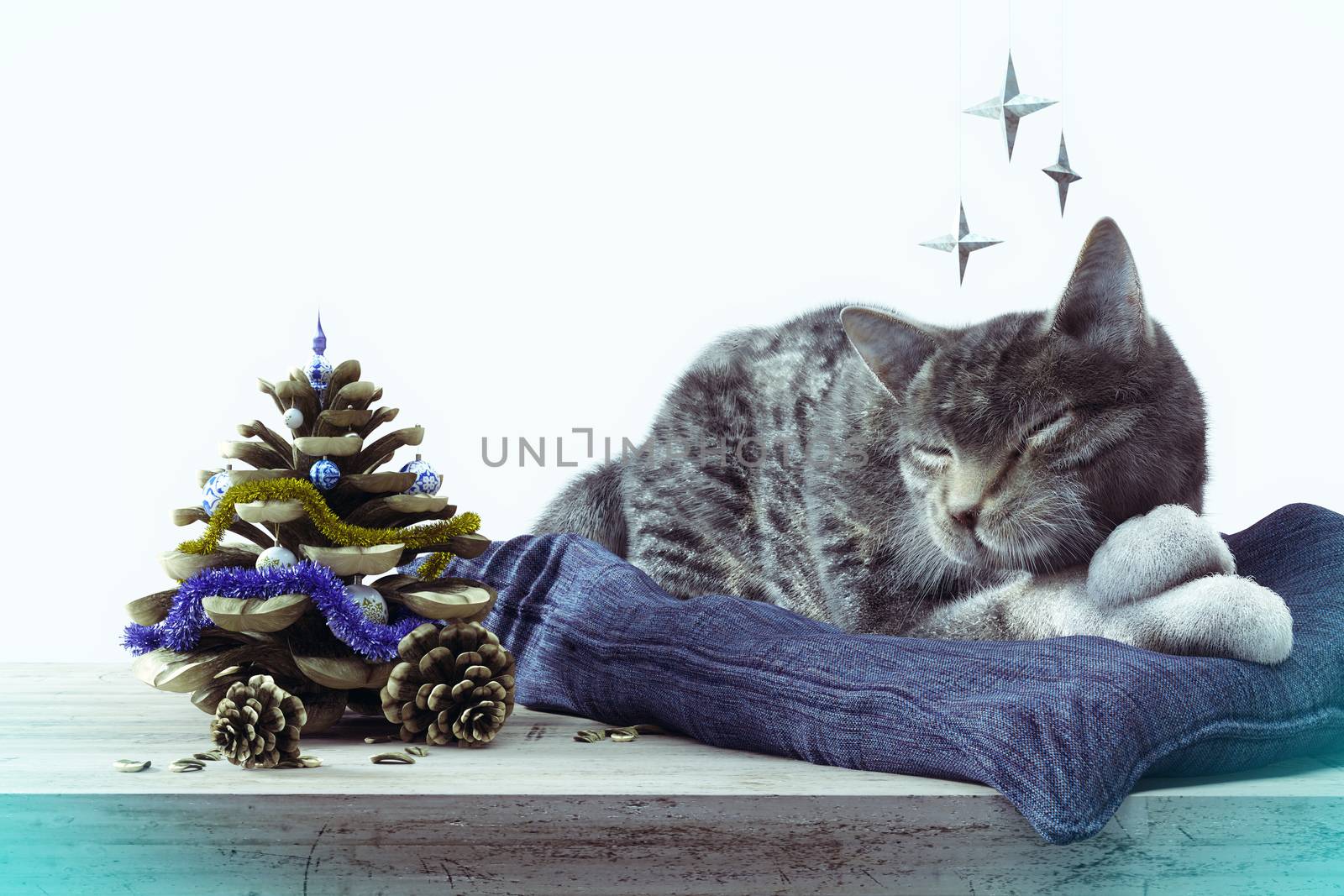 Sleeping cat with pine cone as New year tree concept composition