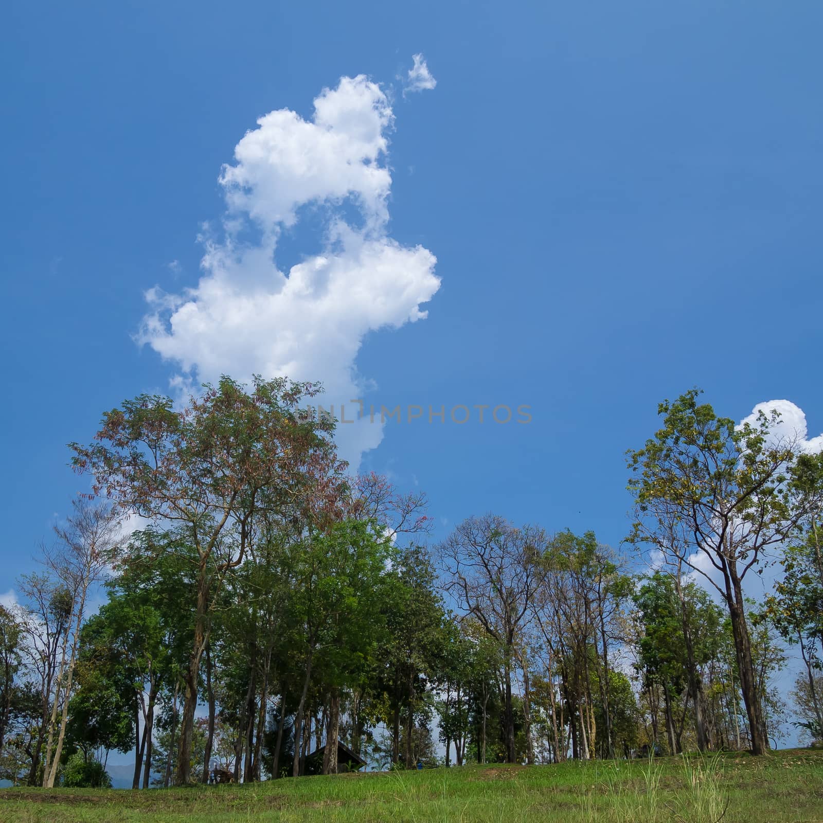 Tiger and sheep shaped cloud with blue sky in the forest