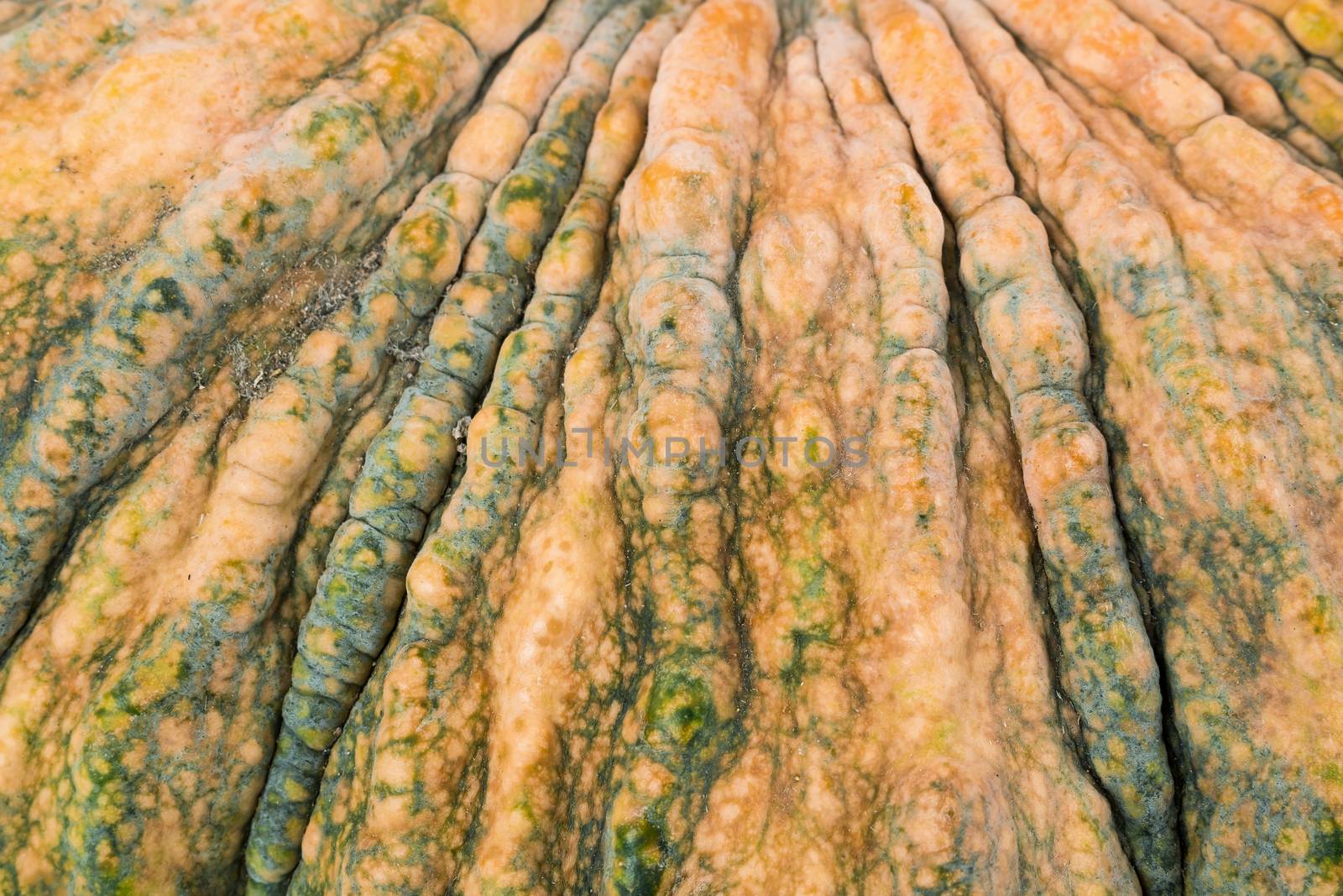 texture of fresh pumpkin , use for background